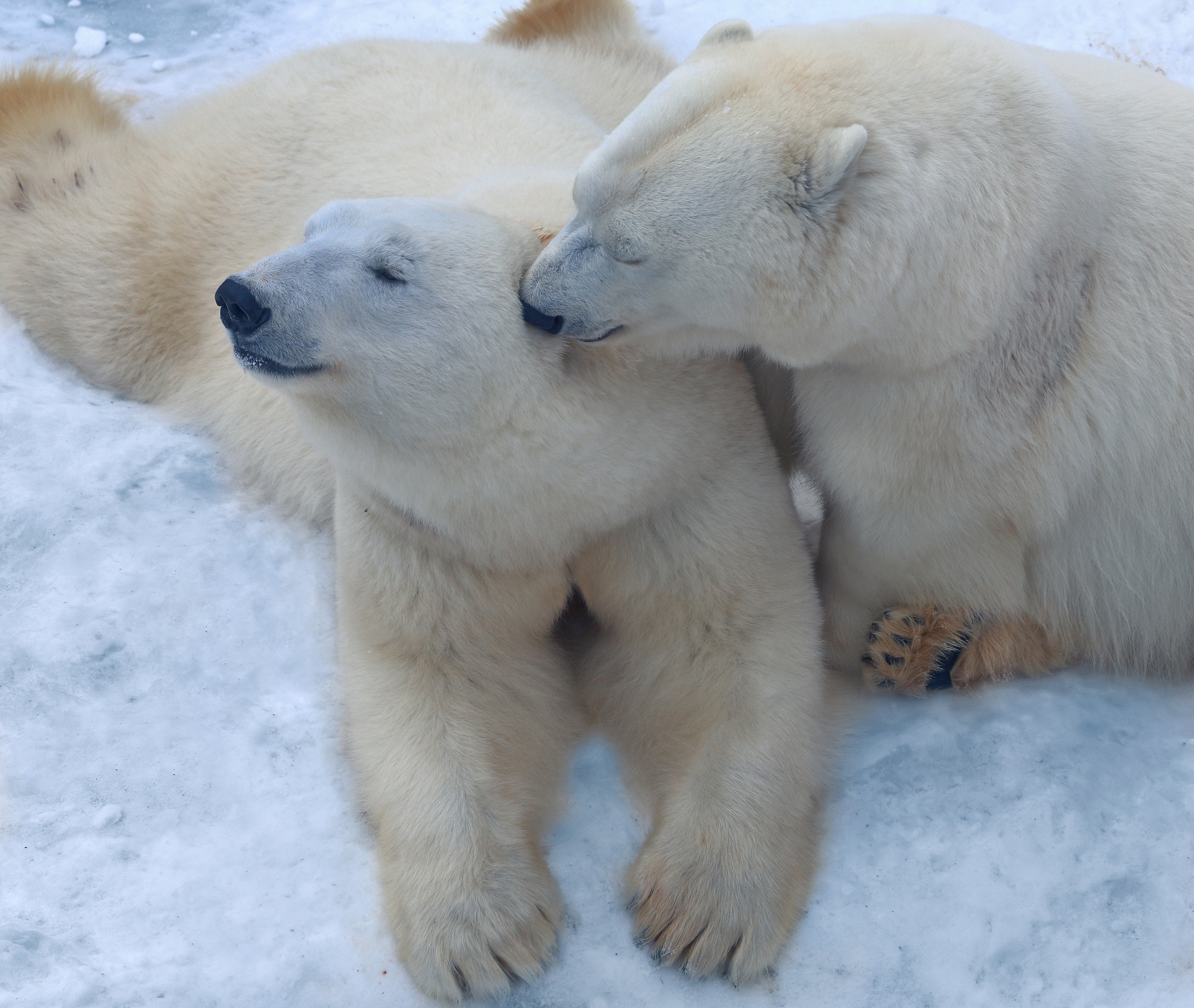 Baixar papel de parede para celular de Animais, Urso Polar, Ursos gratuito.