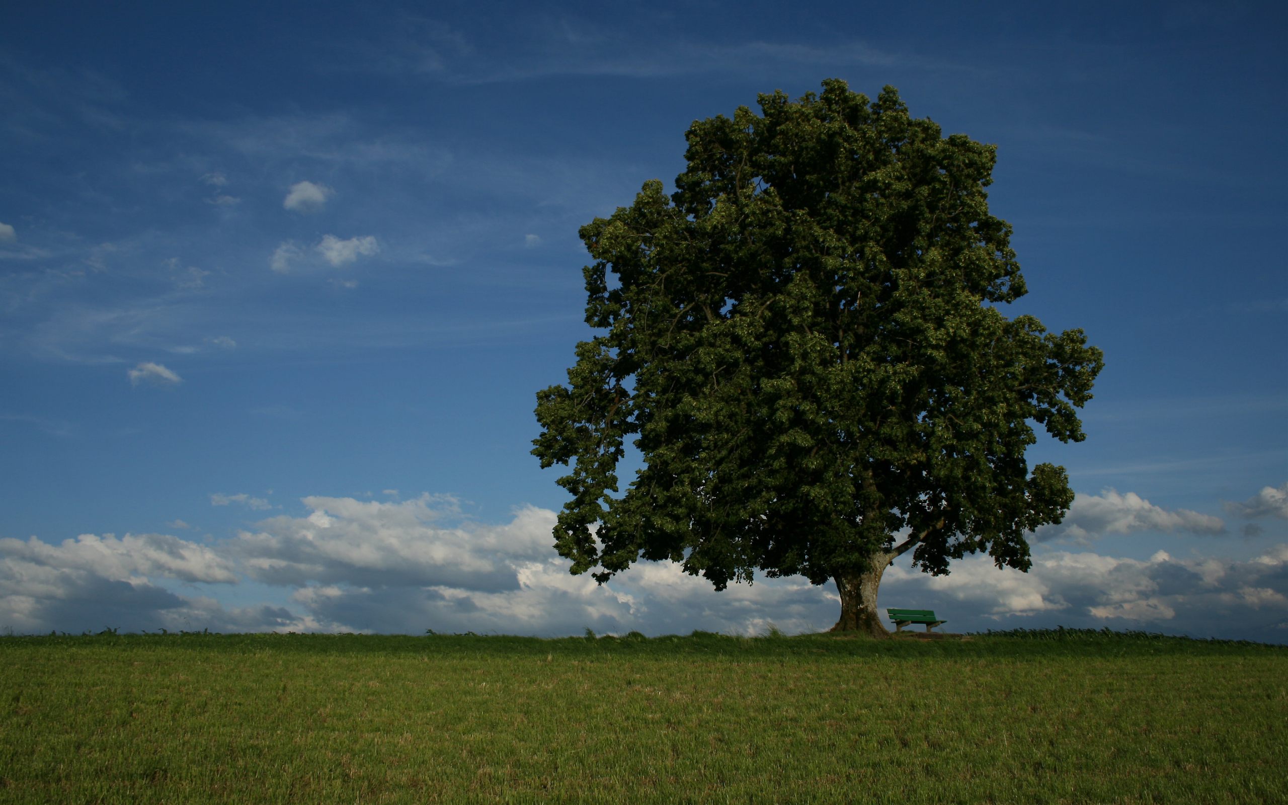 Скачать обои бесплатно Деревья, Дерево, Земля/природа картинка на рабочий стол ПК