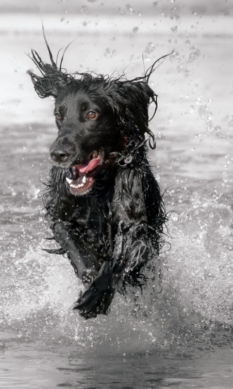 Download mobile wallpaper Dogs, Dog, Splash, Animal for free.