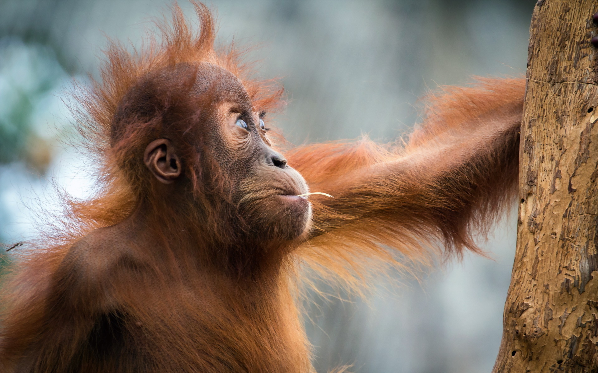 291230 télécharger l'image orang outan, animaux, bébé animal, primate, singes - fonds d'écran et économiseurs d'écran gratuits