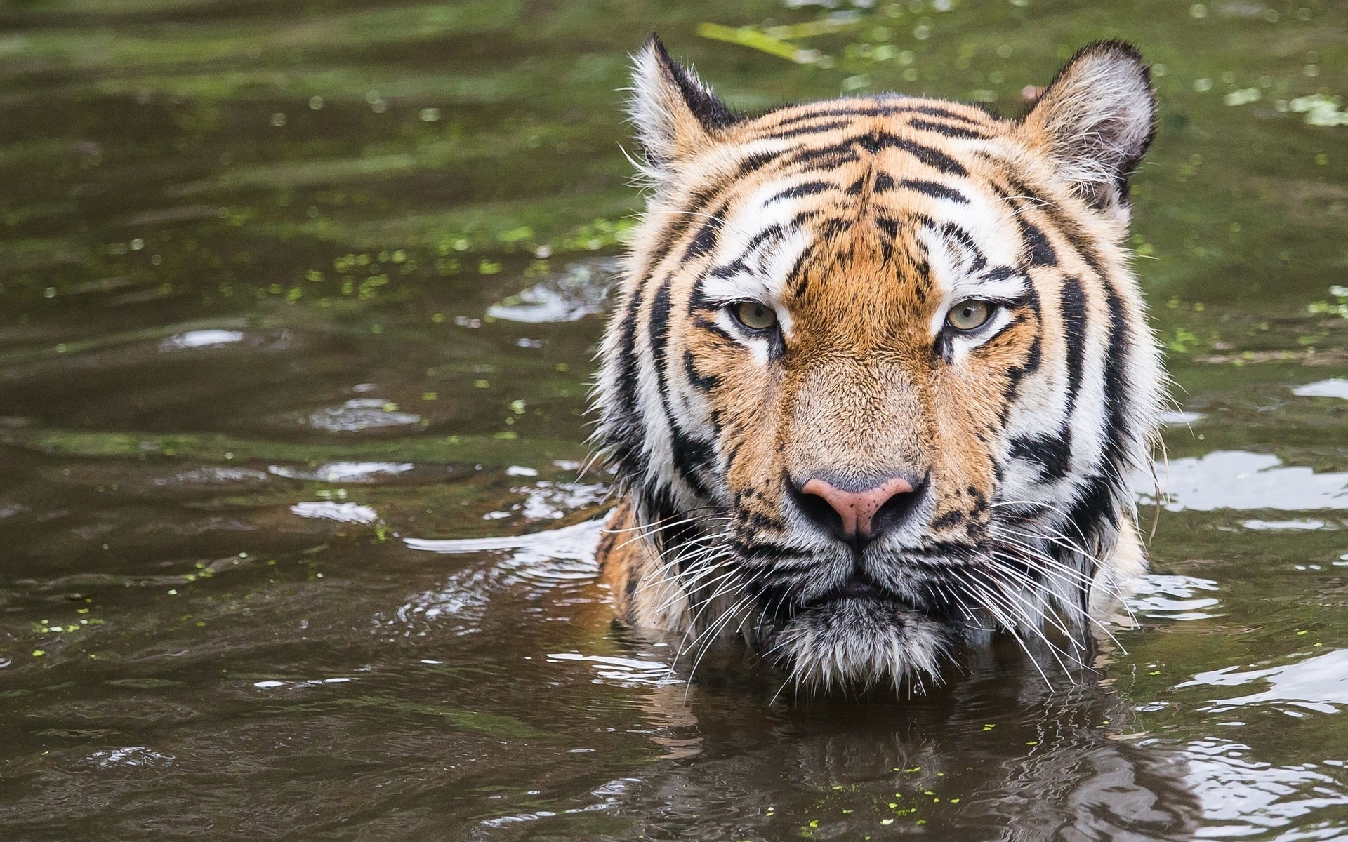 Téléchargez gratuitement l'image Animaux, Chats, Tigre sur le bureau de votre PC