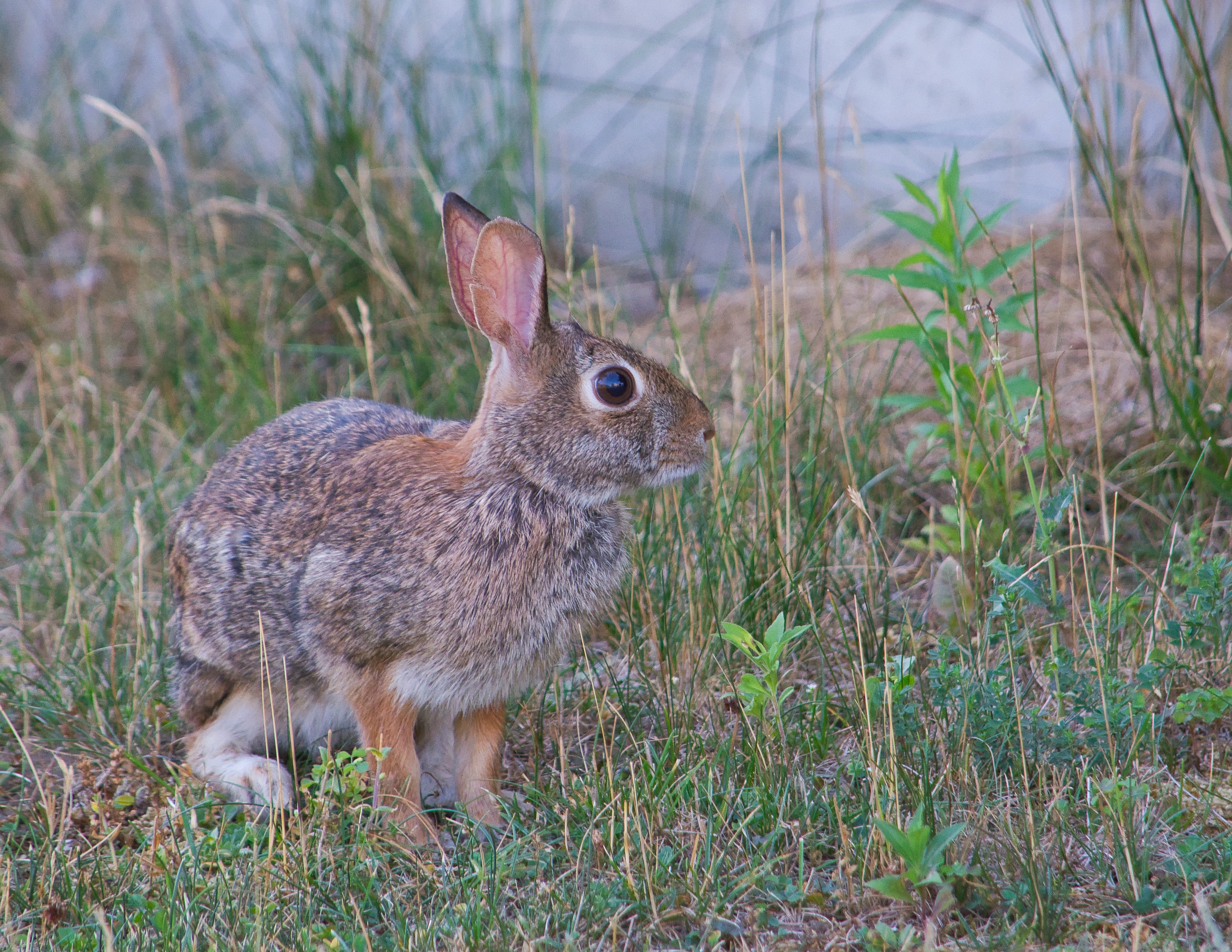 PCデスクトップに兎, 野ウサギ, 草, 灰色, 動物画像を無料でダウンロード