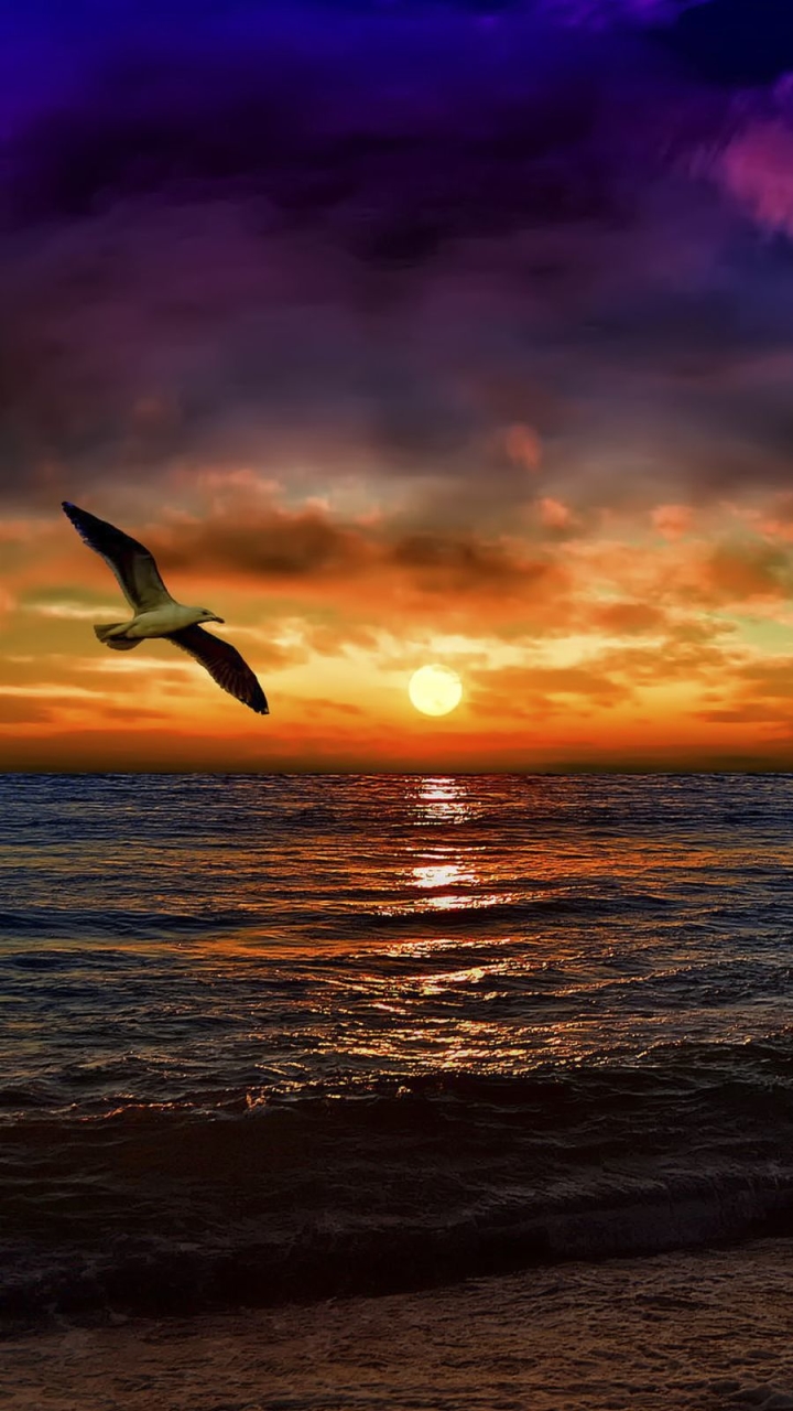 Download mobile wallpaper Sunset, Sky, Sea, Bird, Ocean, Earth, Seagull, Cloud for free.