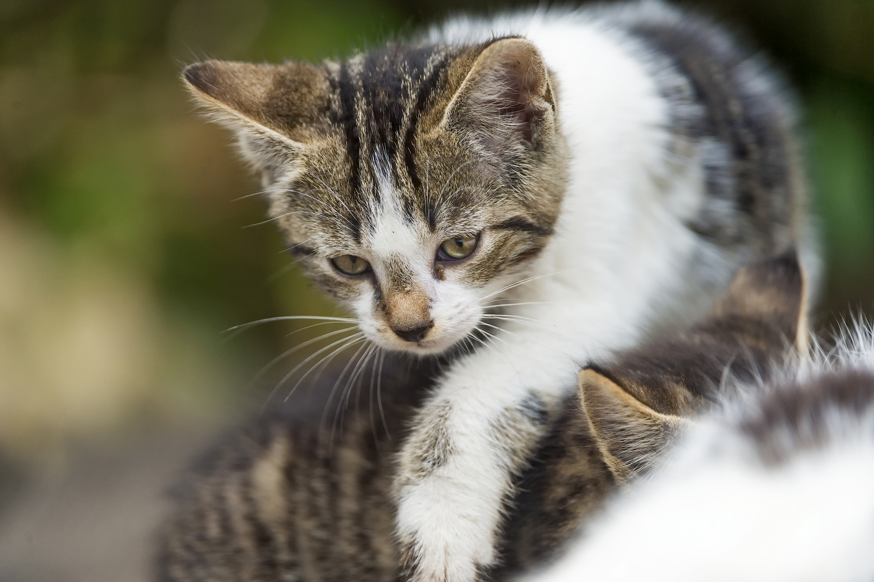 Laden Sie das Tiere, Katzen, Katze, Kätzchen, Tierbaby-Bild kostenlos auf Ihren PC-Desktop herunter