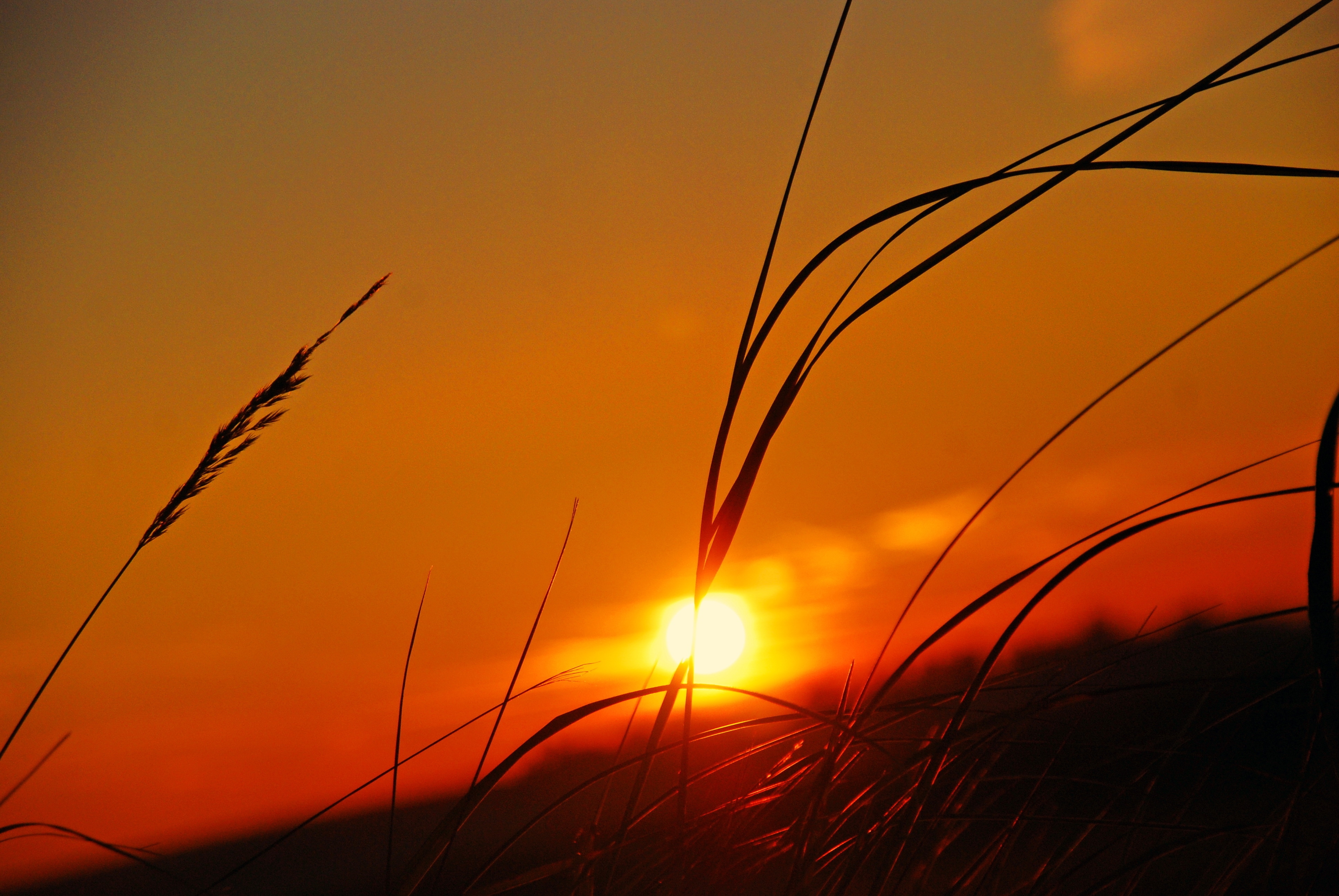 Download mobile wallpaper Grass, Macro, Sky, Sunset, Plant for free.