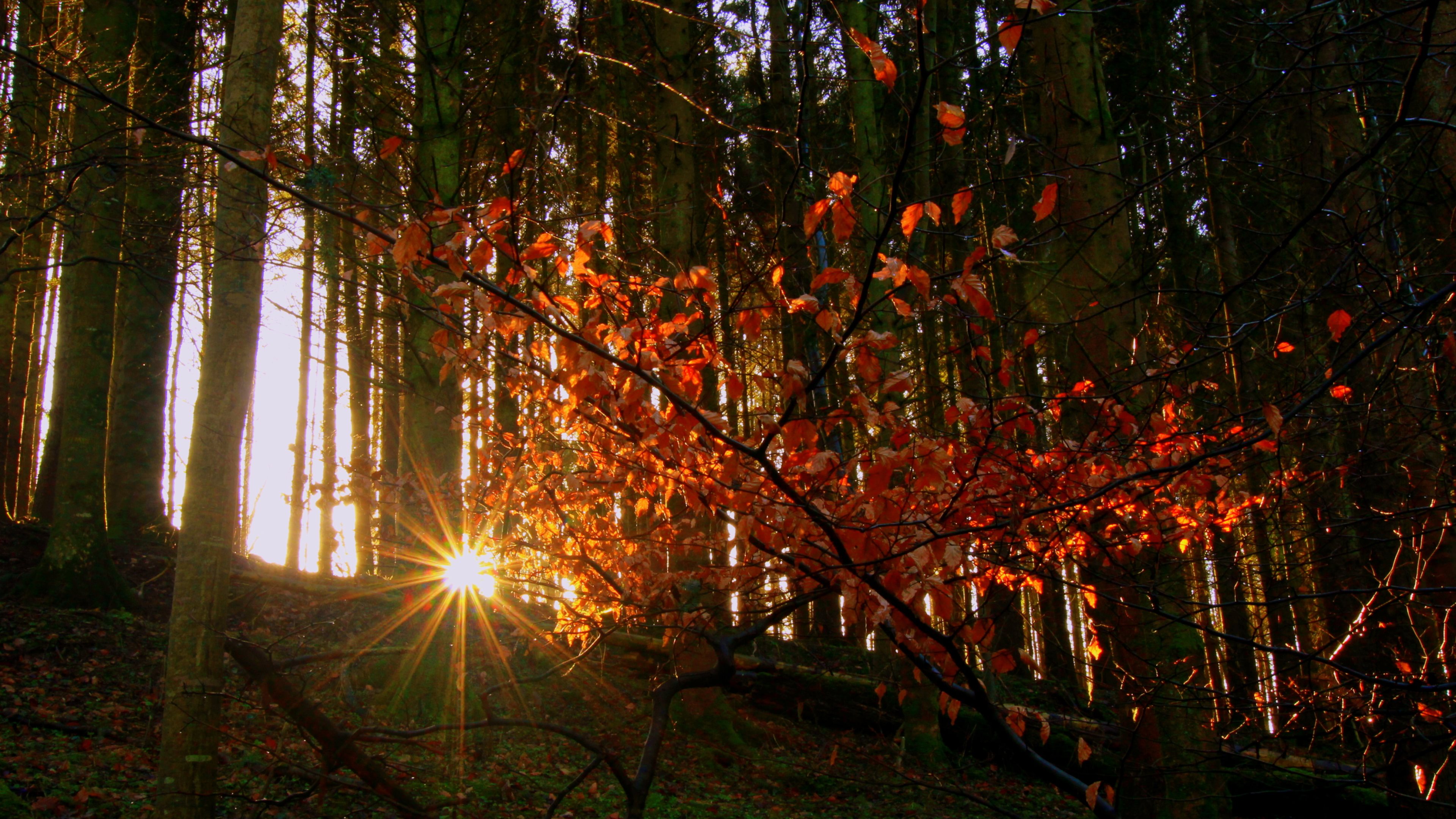 Descarga gratis la imagen Bosque, Tierra/naturaleza en el escritorio de tu PC