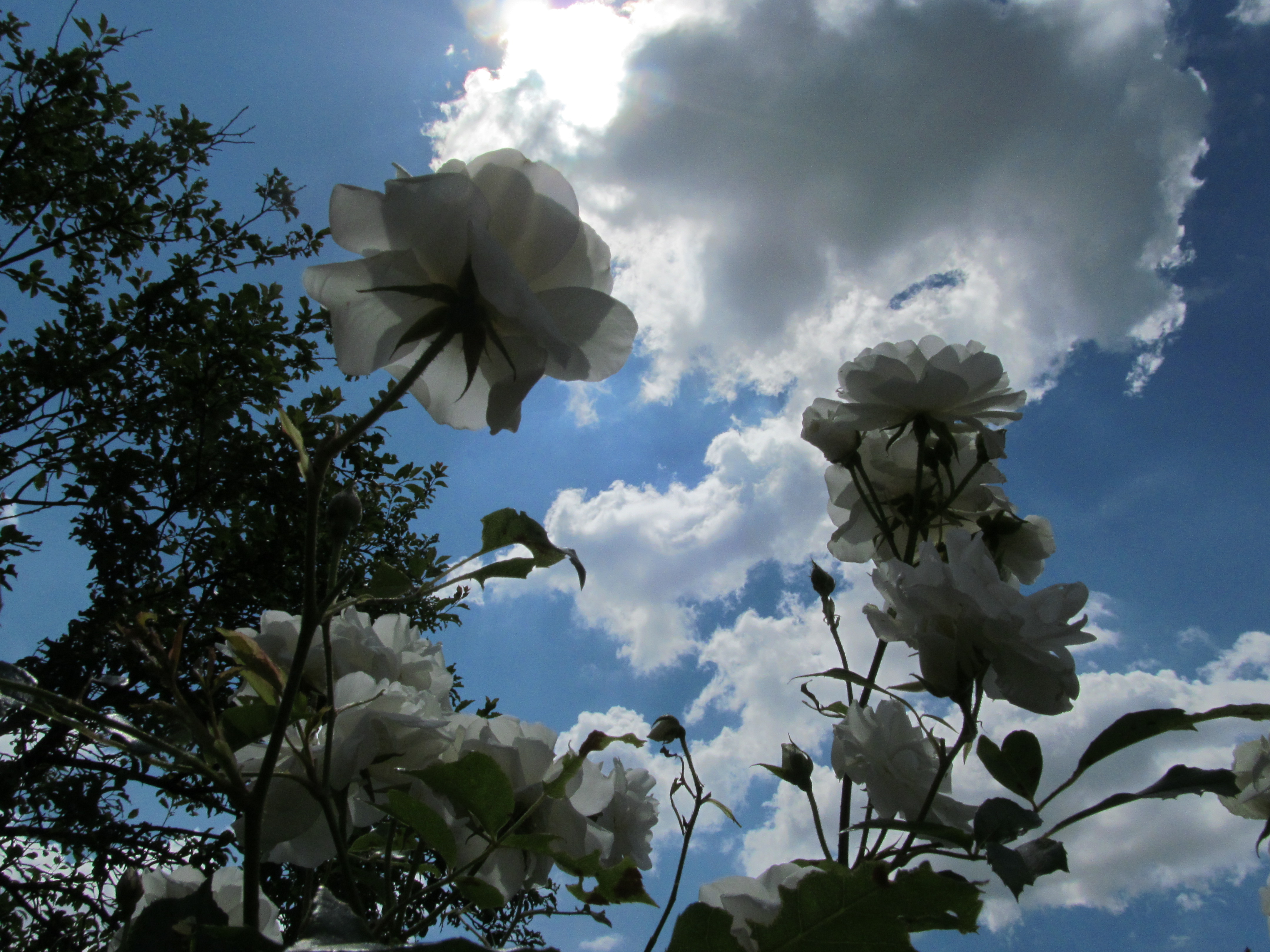 Free download wallpaper Flowers, Rose, Earth on your PC desktop