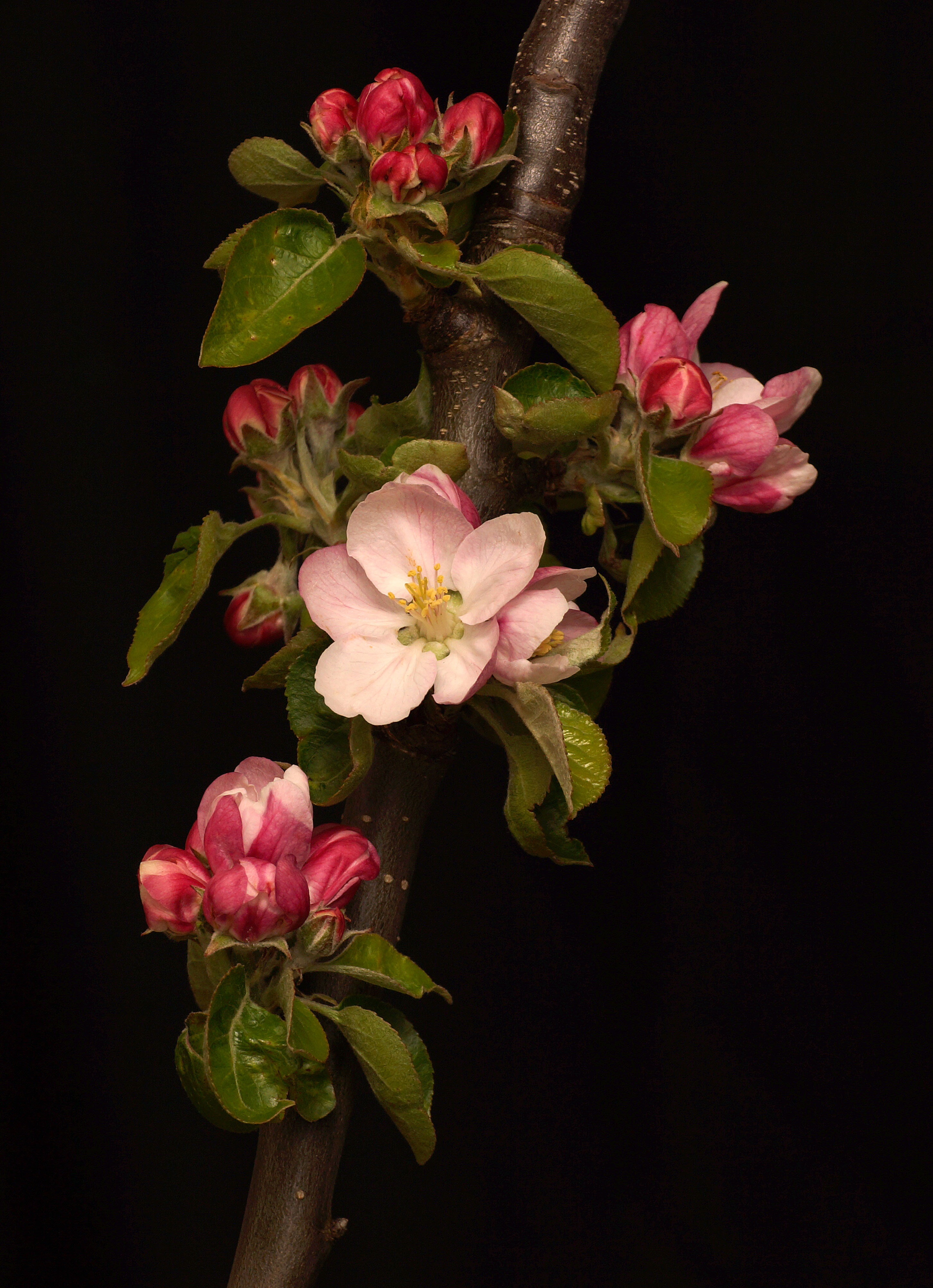 PCデスクトップにフラワーズ, 黒い, ブランチ, 枝, 咲く, 開花画像を無料でダウンロード