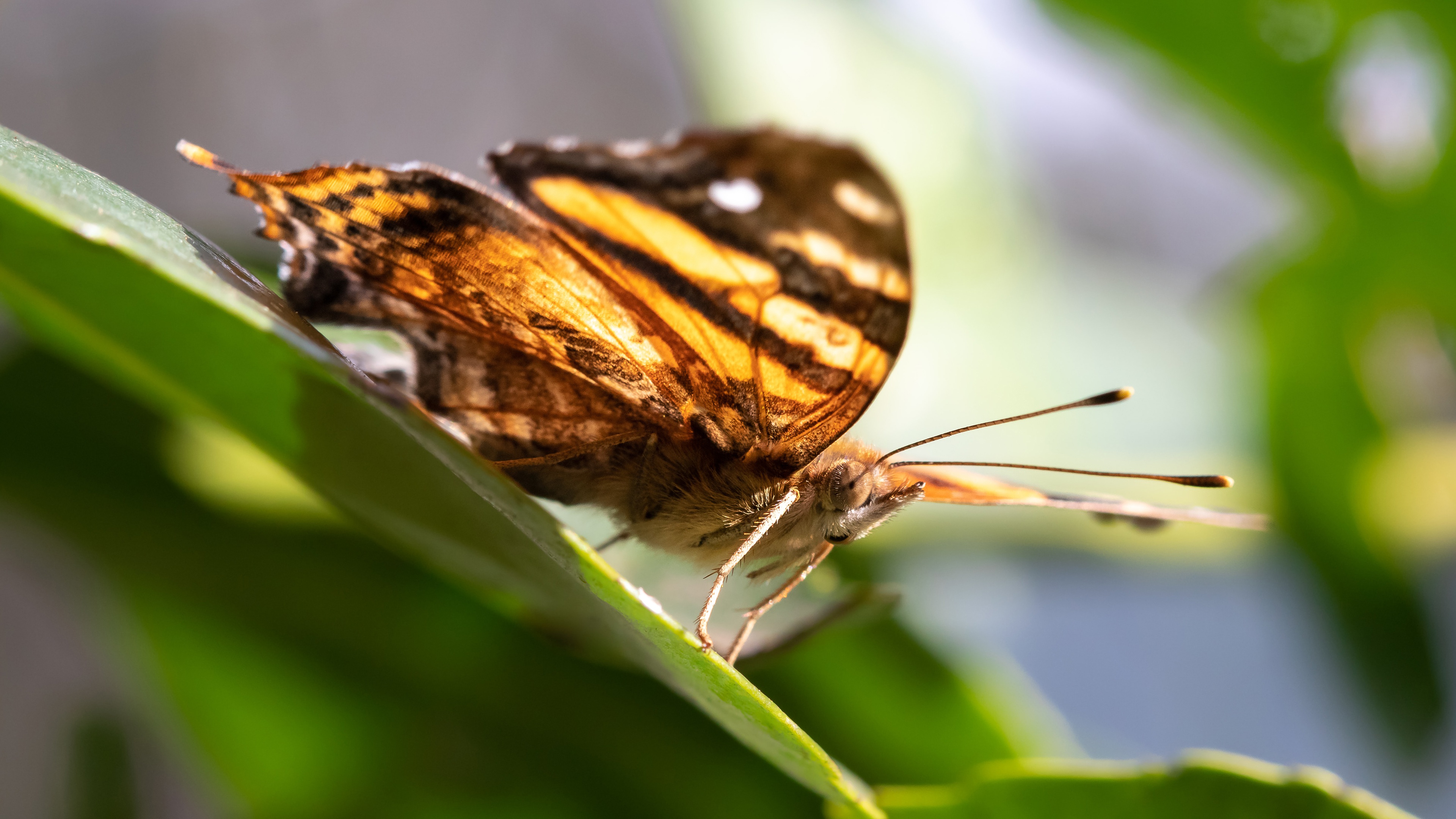 Free download wallpaper Macro, Insect, Butterfly, Animal, Wings on your PC desktop