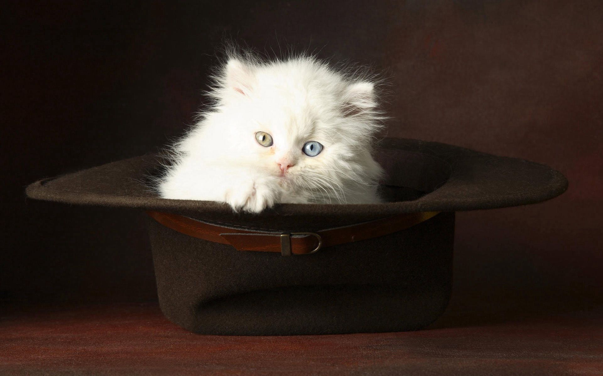 Laden Sie das Licht, Hut, Flauschige, Tiere, Kätzchen, Hell Gefärbt-Bild kostenlos auf Ihren PC-Desktop herunter