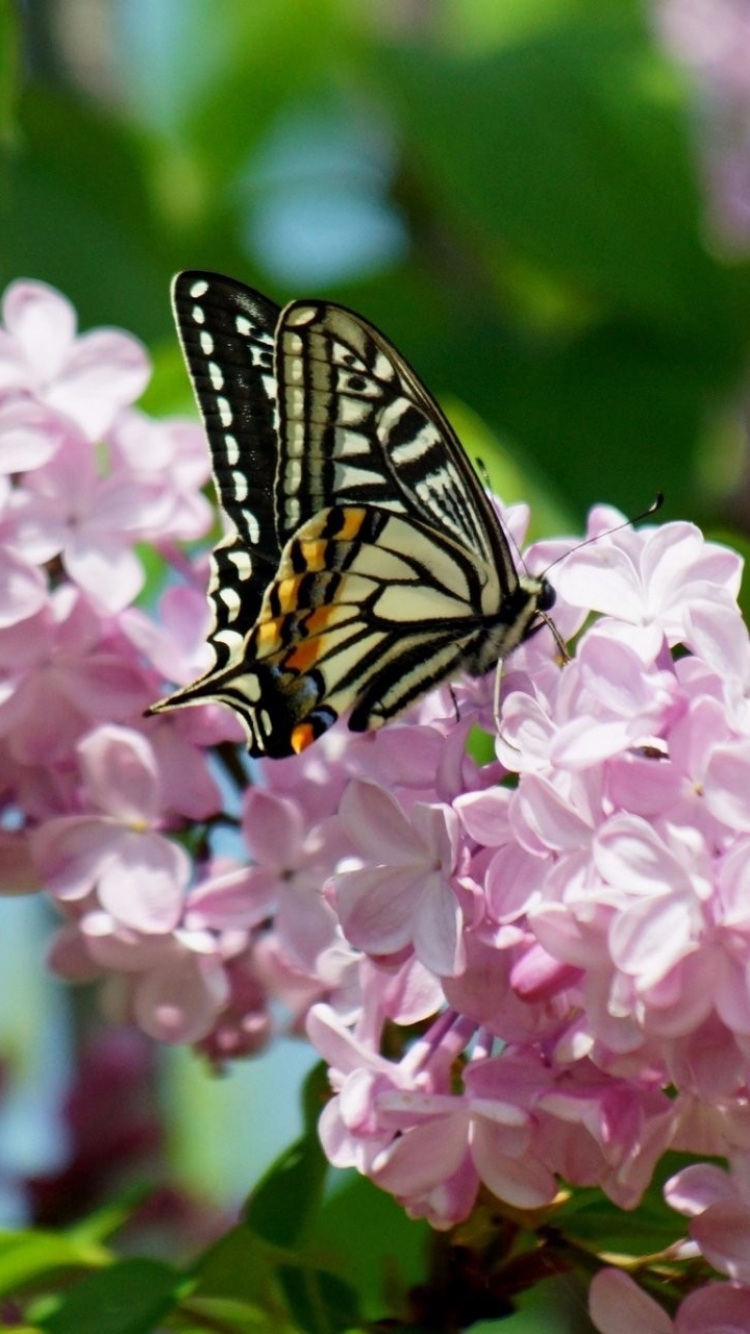 Download mobile wallpaper Flower, Butterfly, Animal, Pink Flower for free.