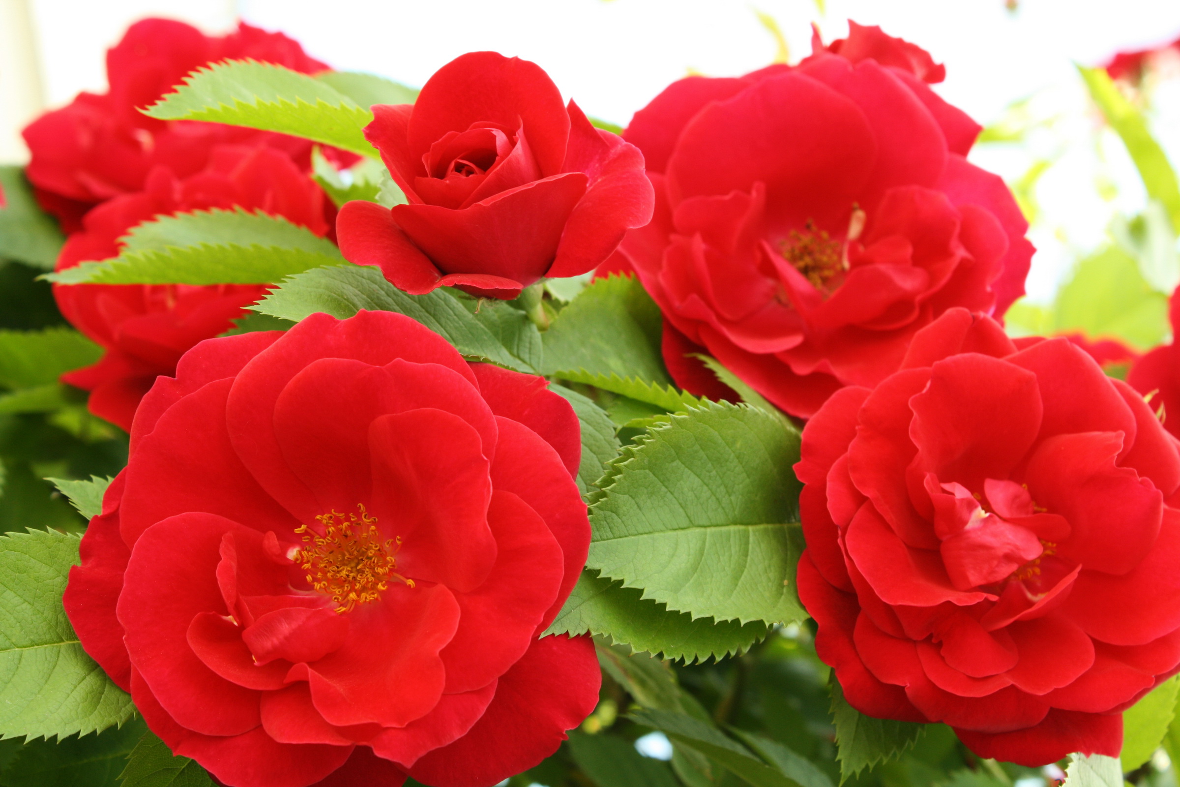 Téléchargez gratuitement l'image Fleurs, Rose, Fleur, Terre/nature sur le bureau de votre PC