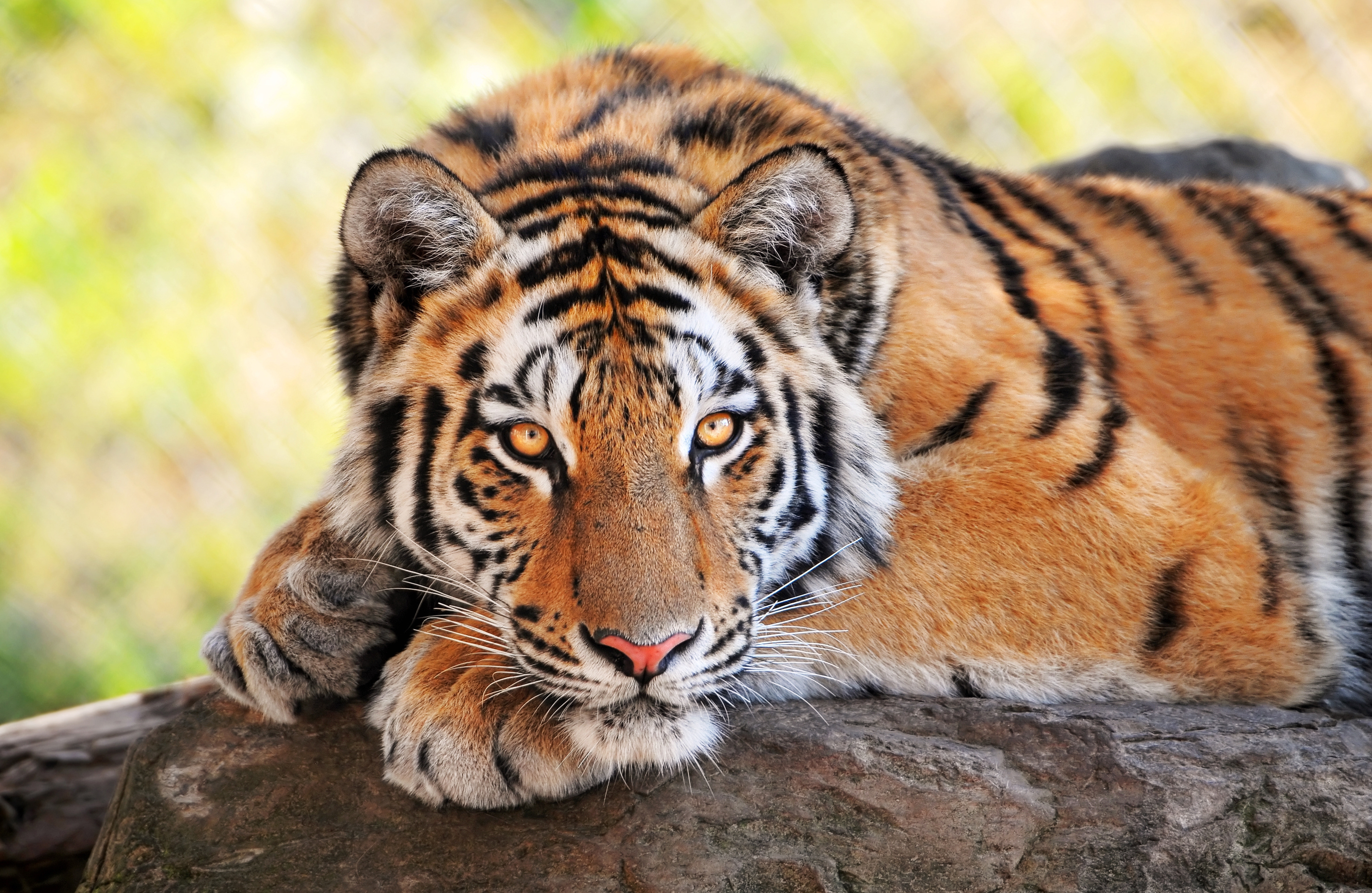 56017 скачать картинку тигр, животные, хищник, большая кошка, лежать, камень - обои и заставки бесплатно
