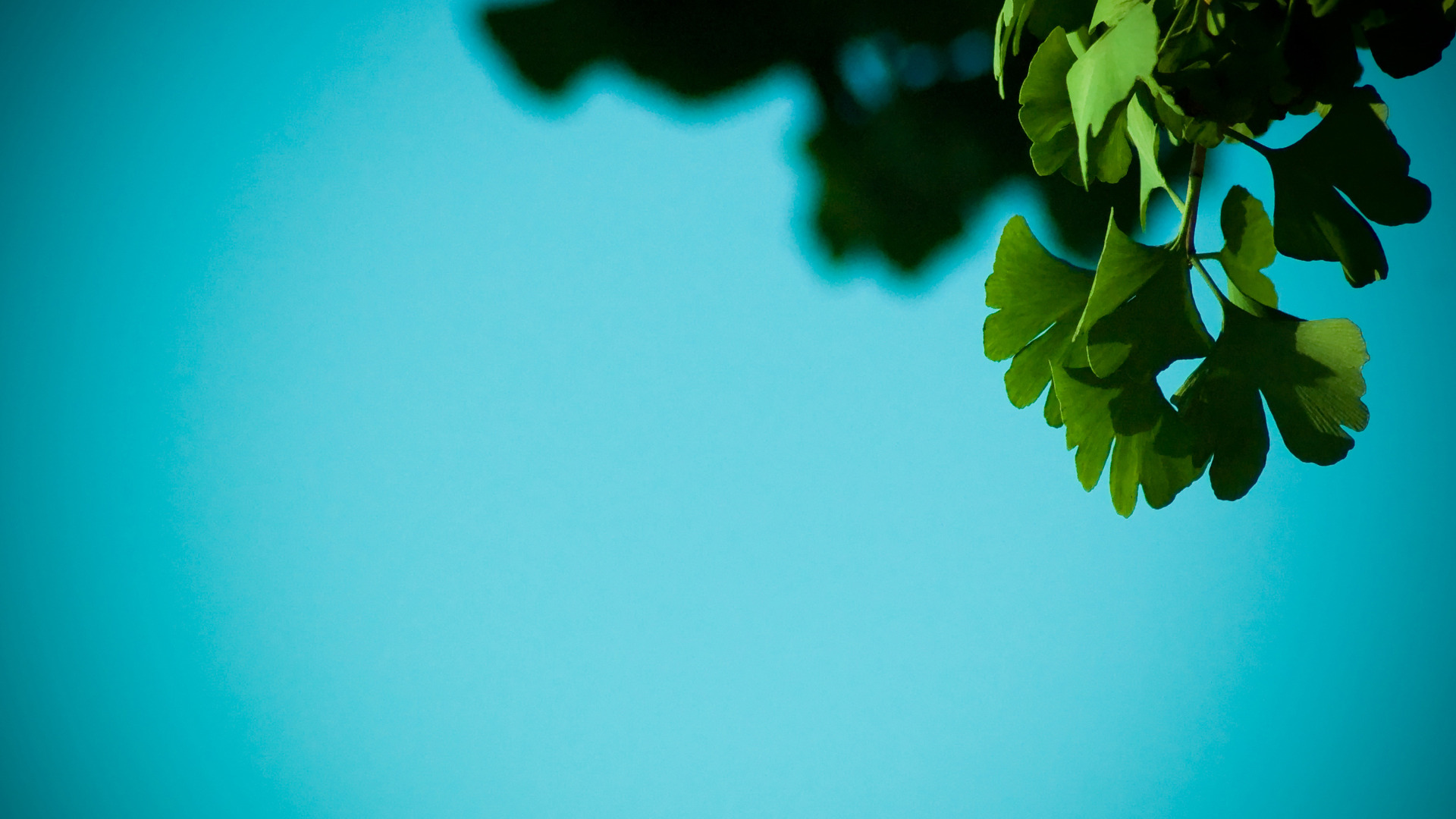 Laden Sie das Blatt, Erde/natur-Bild kostenlos auf Ihren PC-Desktop herunter