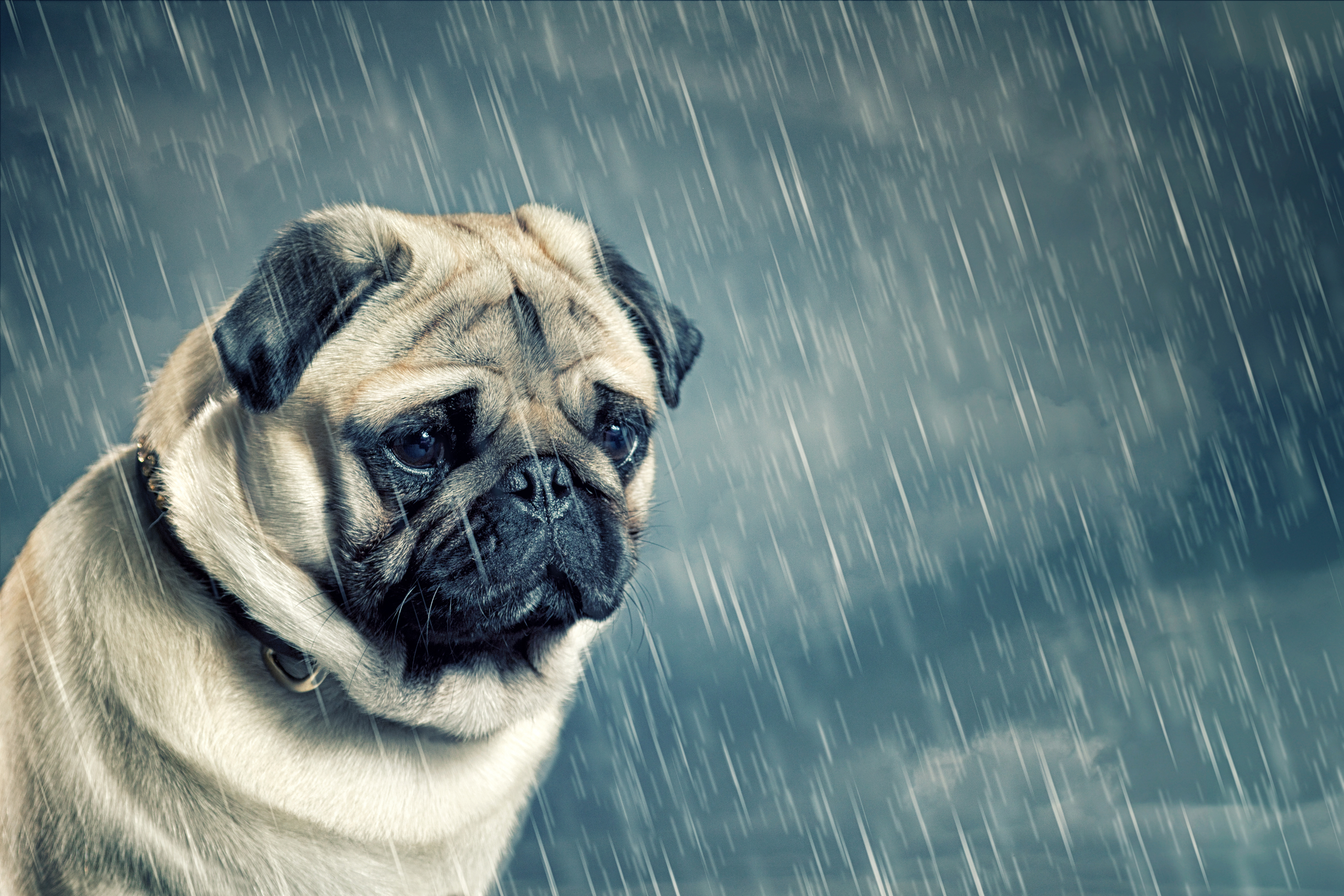 pug, animal, dog, rain, dogs