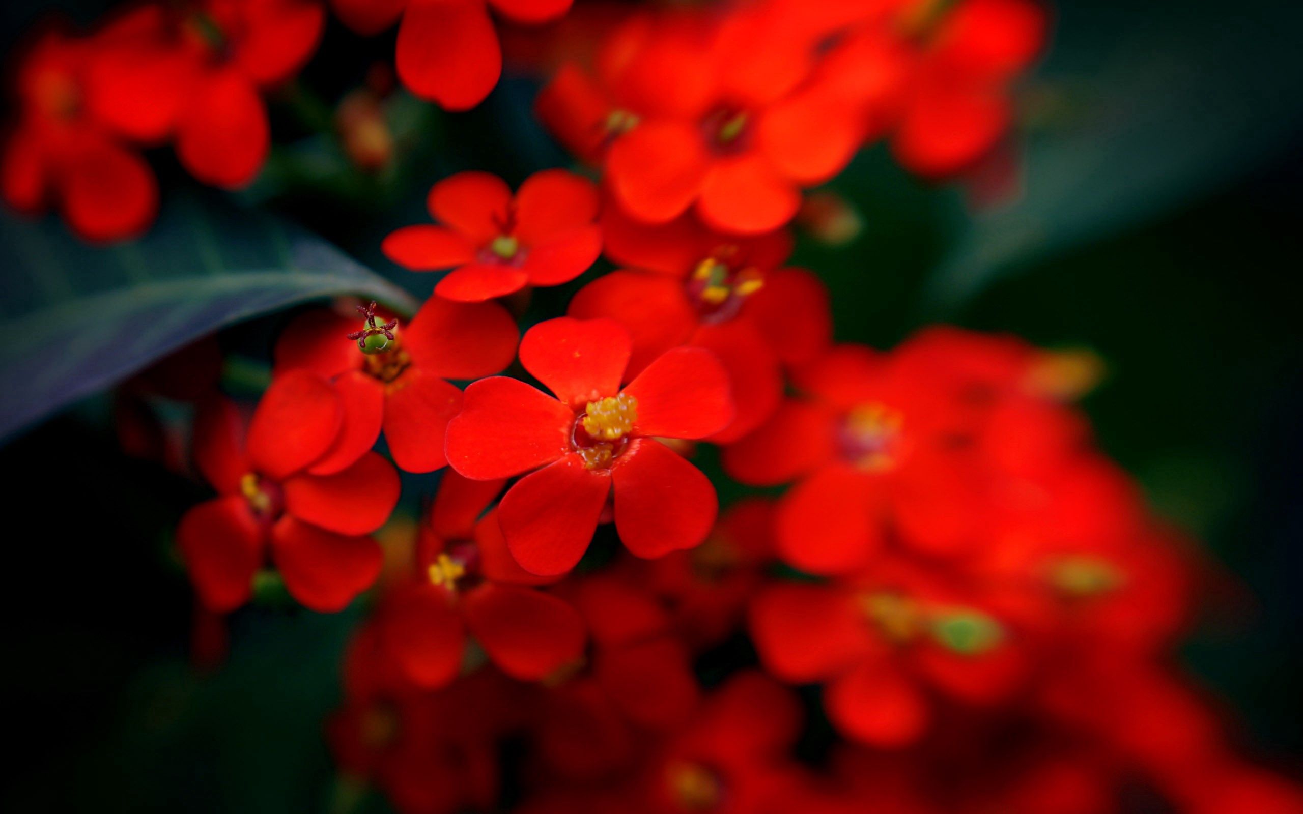 Laden Sie das Makro, Pflanze, Blumen-Bild kostenlos auf Ihren PC-Desktop herunter