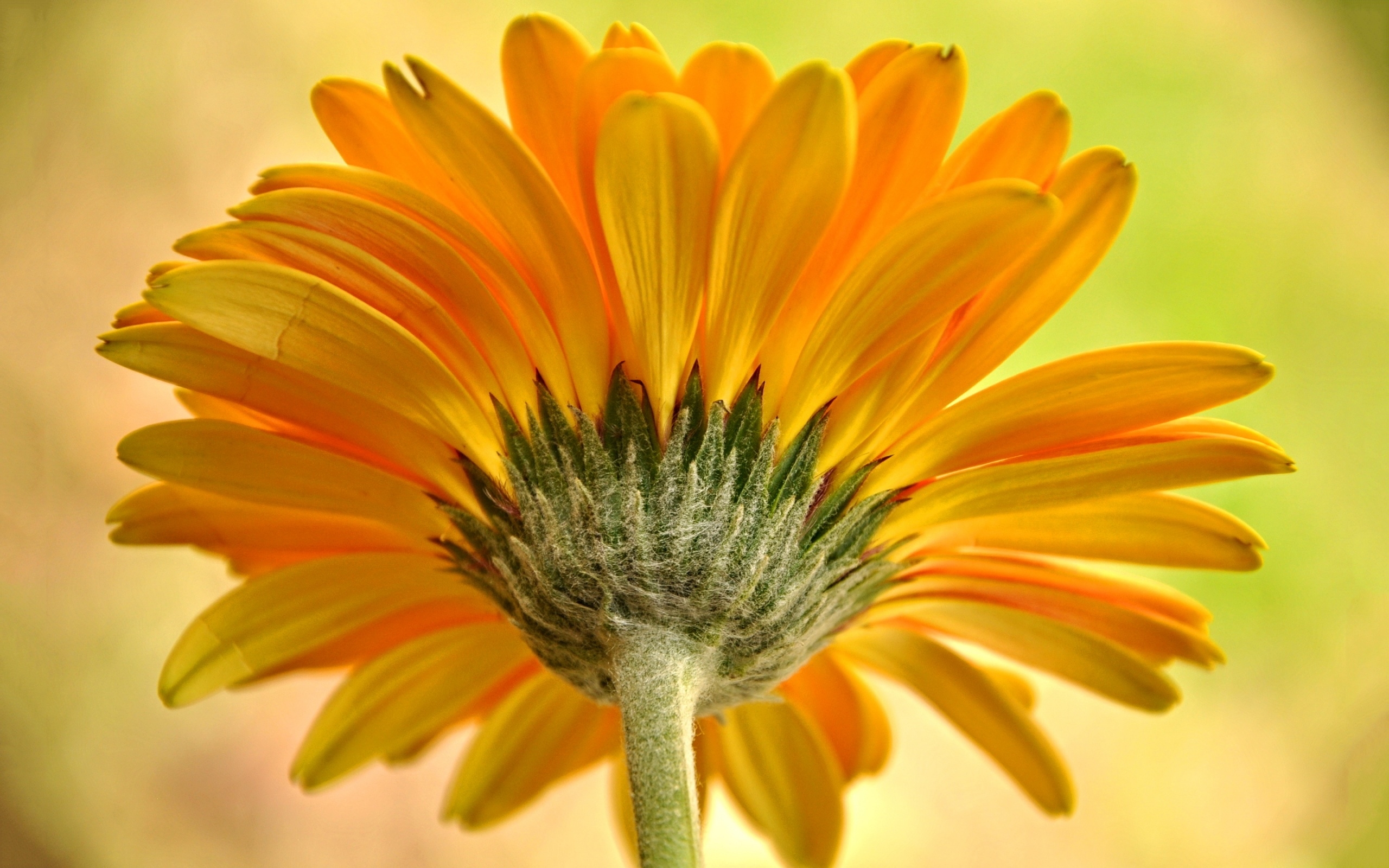 Descarga gratis la imagen Flores, Flor, Flor Amarilla, Tierra/naturaleza en el escritorio de tu PC