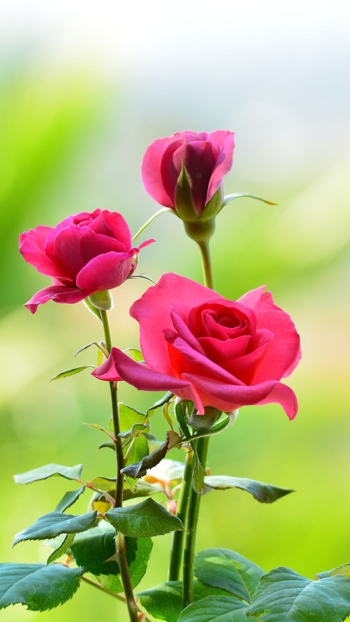 無料モバイル壁紙自然, フラワーズ, 花, 薔薇, 地球, ピンクの花をダウンロードします。