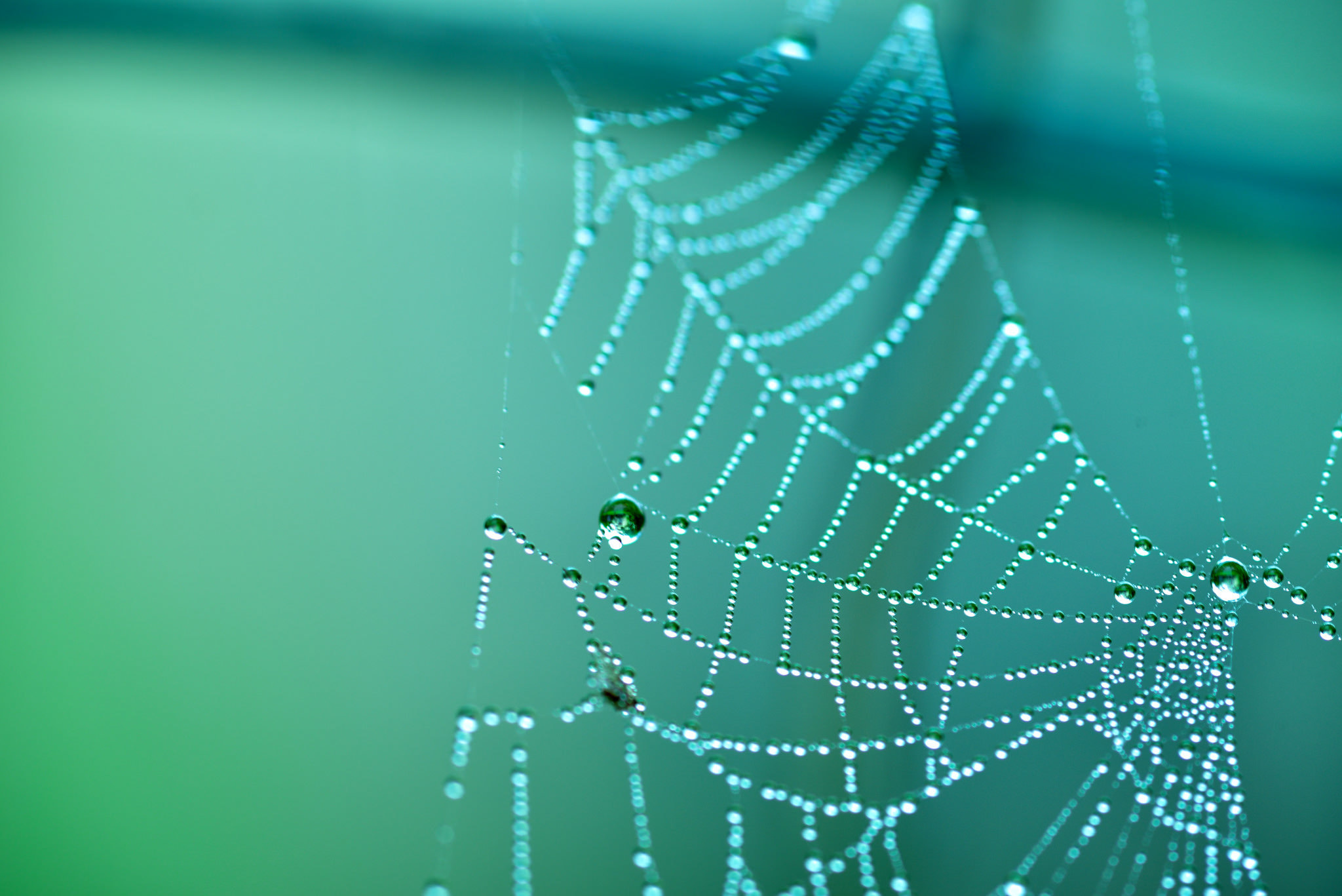 Free download wallpaper Photography, Water Drop, Spider Web on your PC desktop