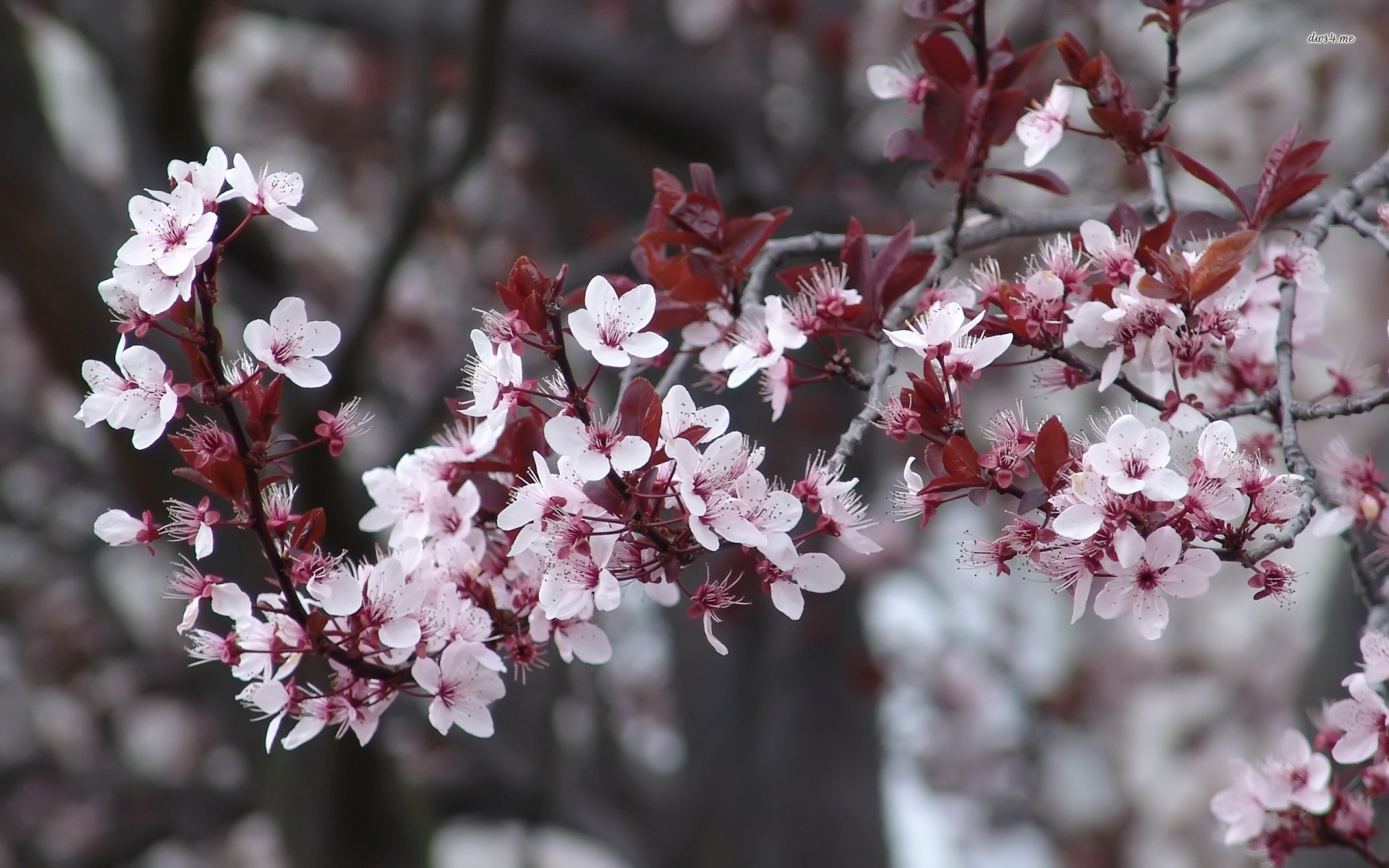 Free download wallpaper Flowers, Branch, Earth, Cherry Blossom, Blossom, Pink Flower on your PC desktop