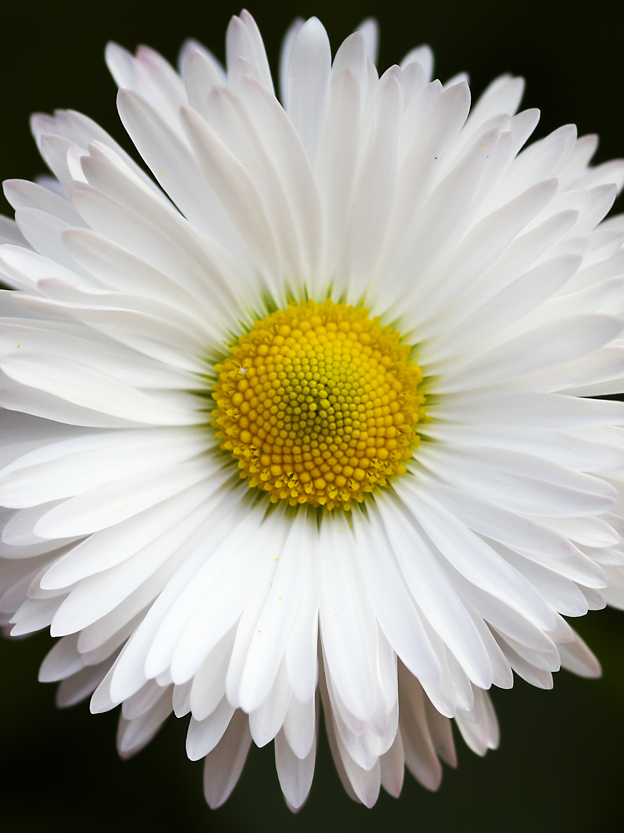 Download mobile wallpaper Flowers, Flower, Macro, Close Up, Earth, Daisy, White Flower for free.