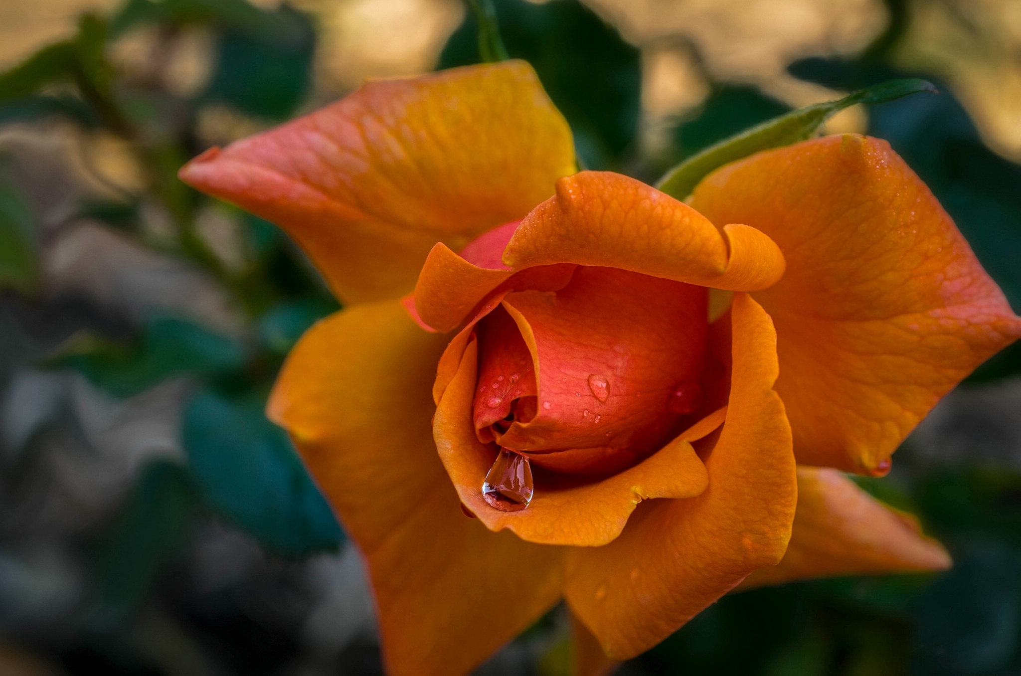 Laden Sie das Blumen, Blume, Rose, Nahansicht, Wassertropfen, Erde/natur, Orangene Blume-Bild kostenlos auf Ihren PC-Desktop herunter