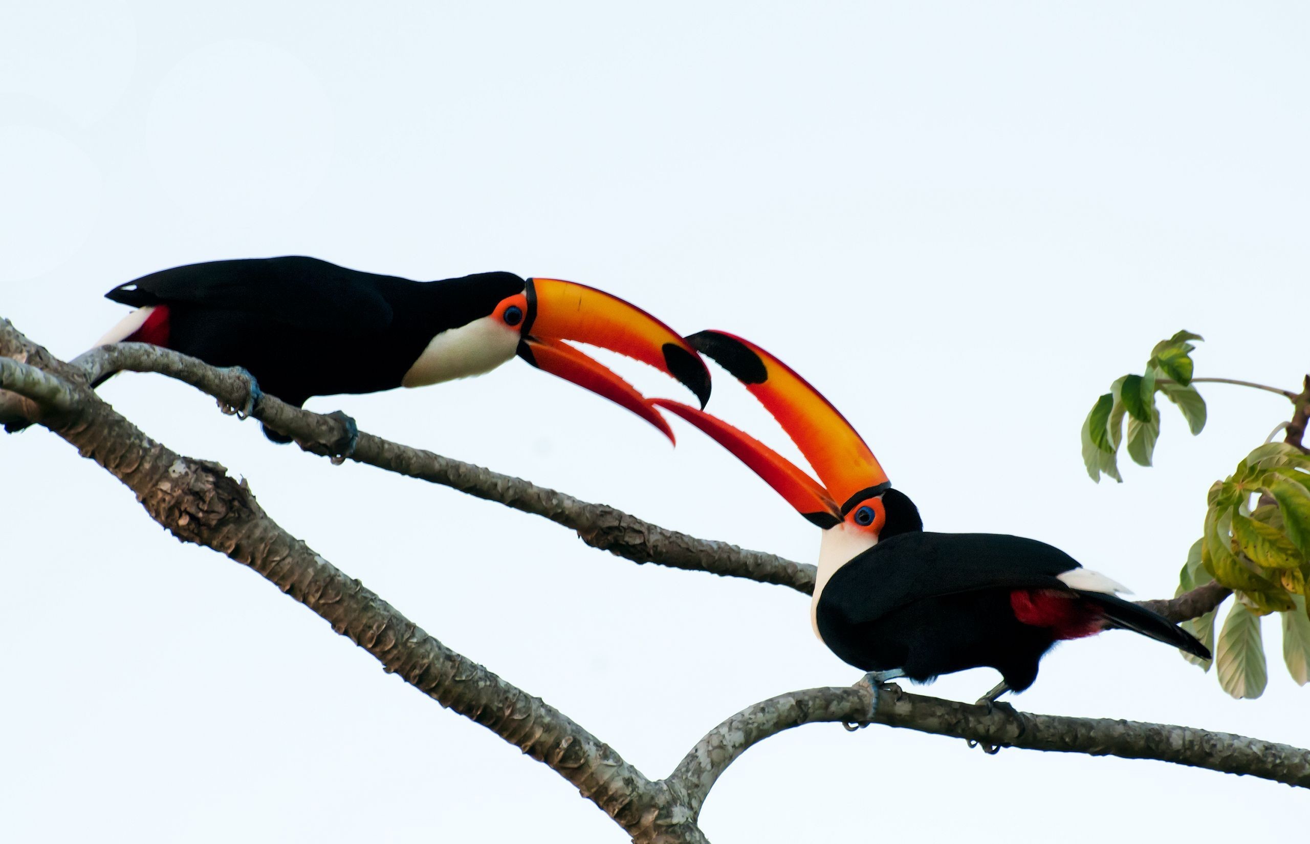 animal, toco toucan, birds