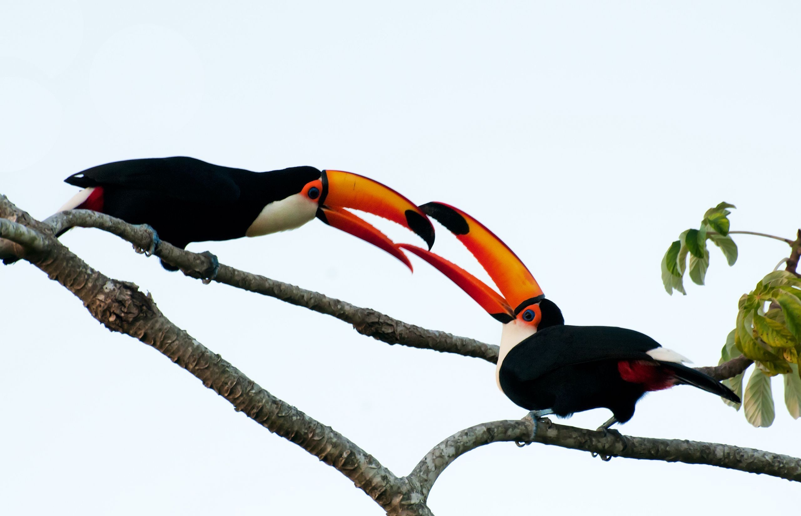 309090 baixar papel de parede animais, tucano toco, aves - protetores de tela e imagens gratuitamente