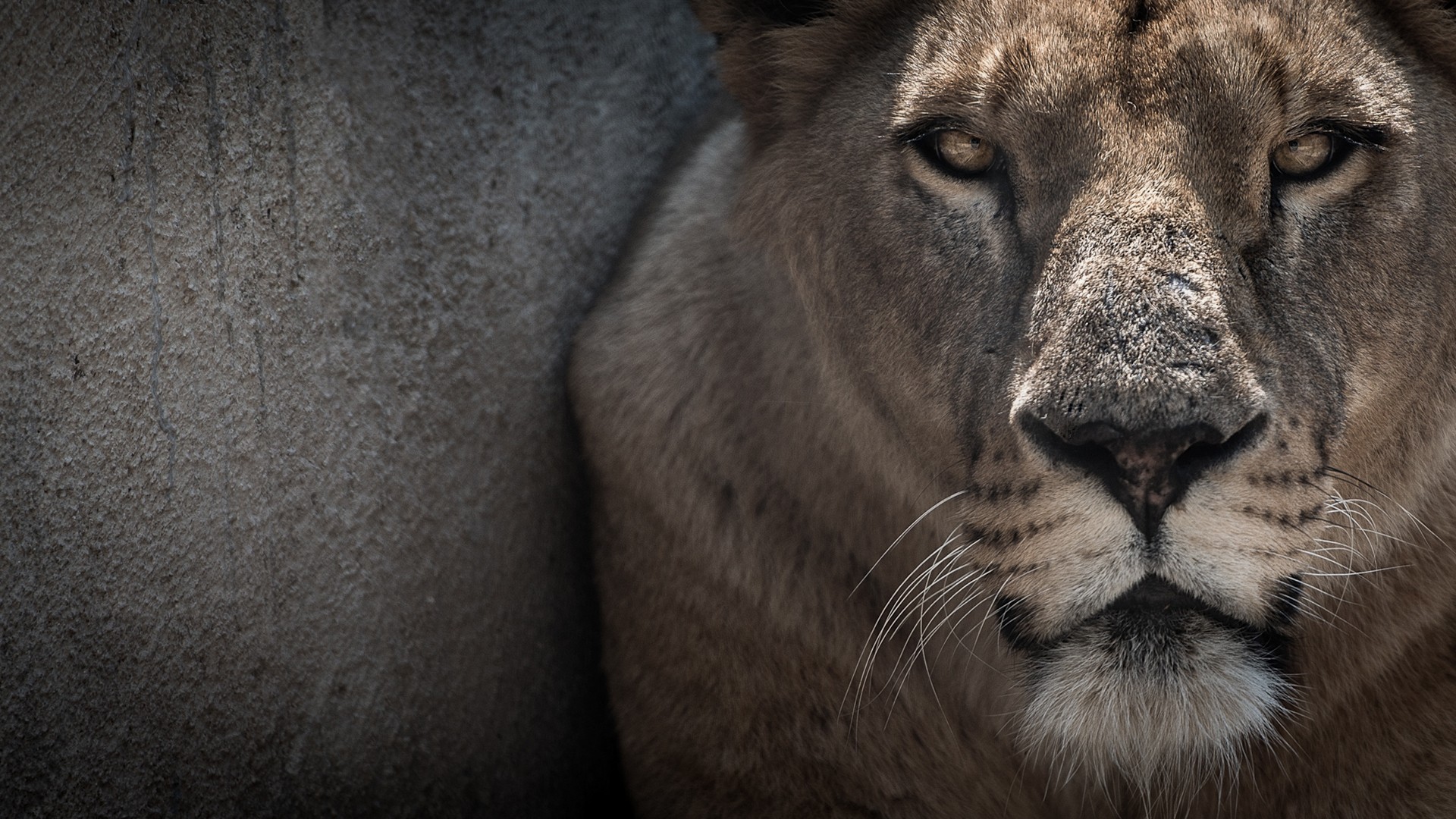 Laden Sie das Tiere, Katzen, Löwe-Bild kostenlos auf Ihren PC-Desktop herunter