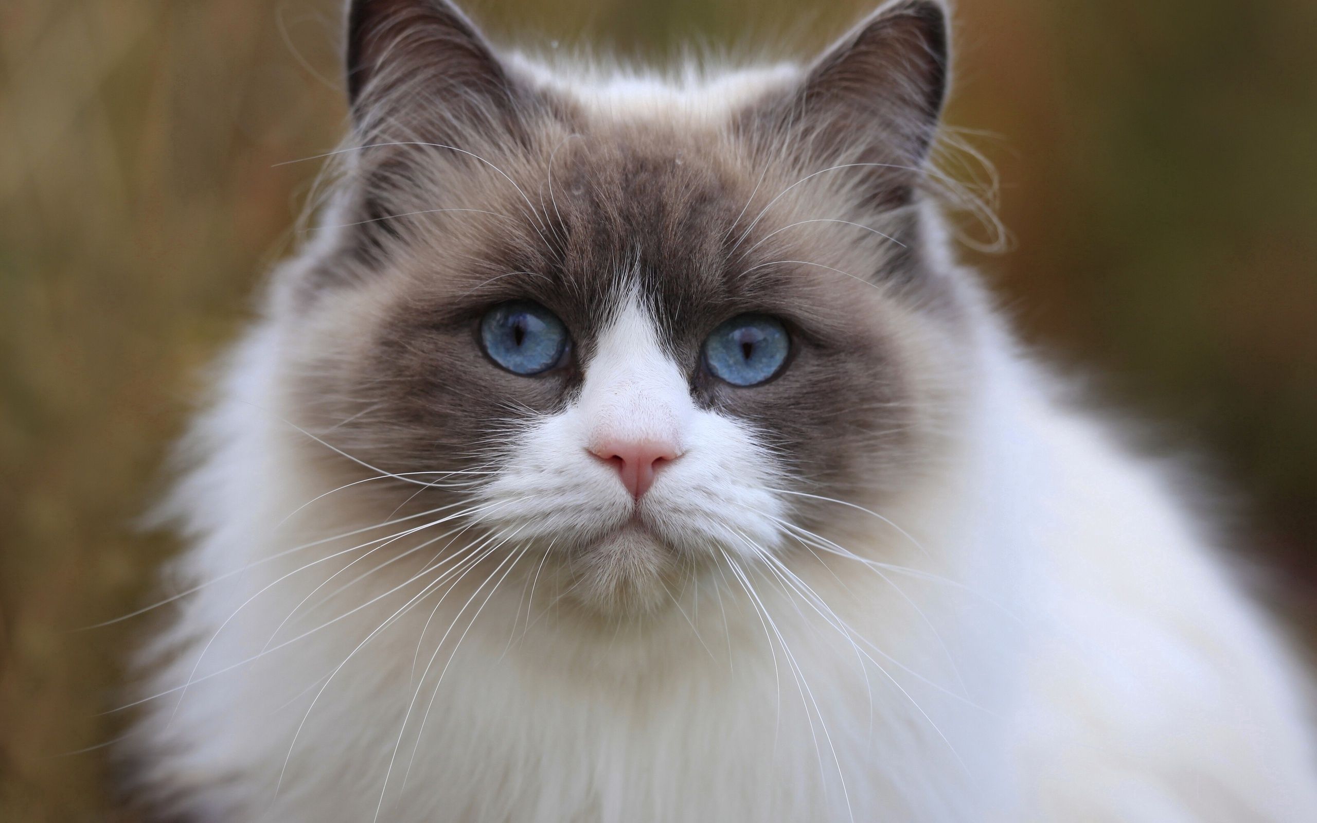 animals, cat, muzzle, beautiful, sight, opinion, fat, thick, blue eyed