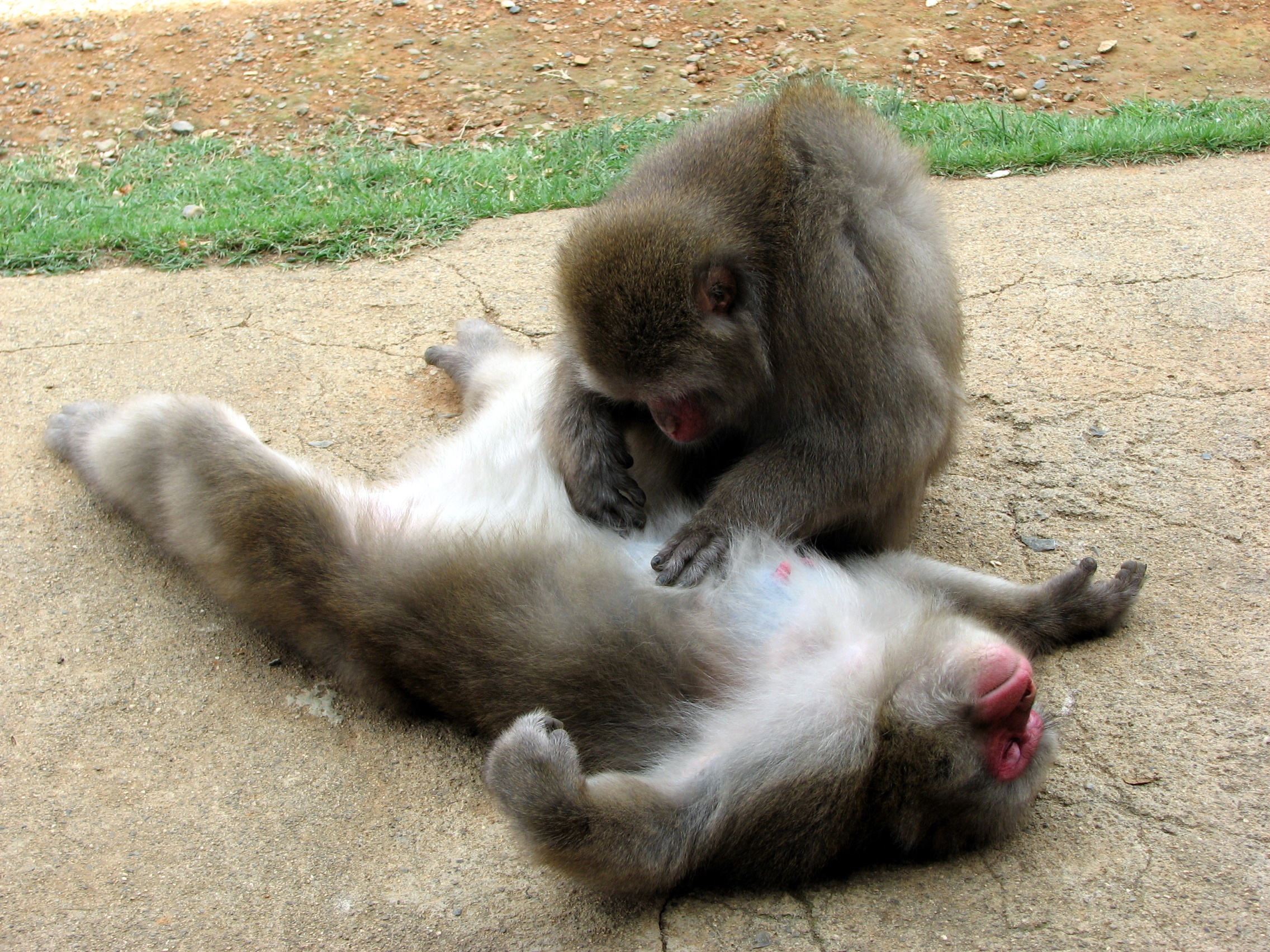 Descarga gratis la imagen Monos, Pareja, Par, Cuidado, Animales en el escritorio de tu PC