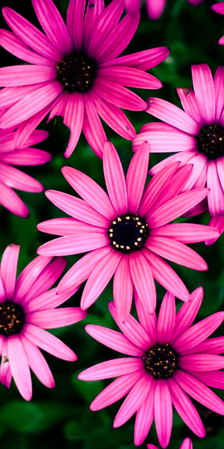 Download mobile wallpaper Flowers, Earth, Daisy for free.