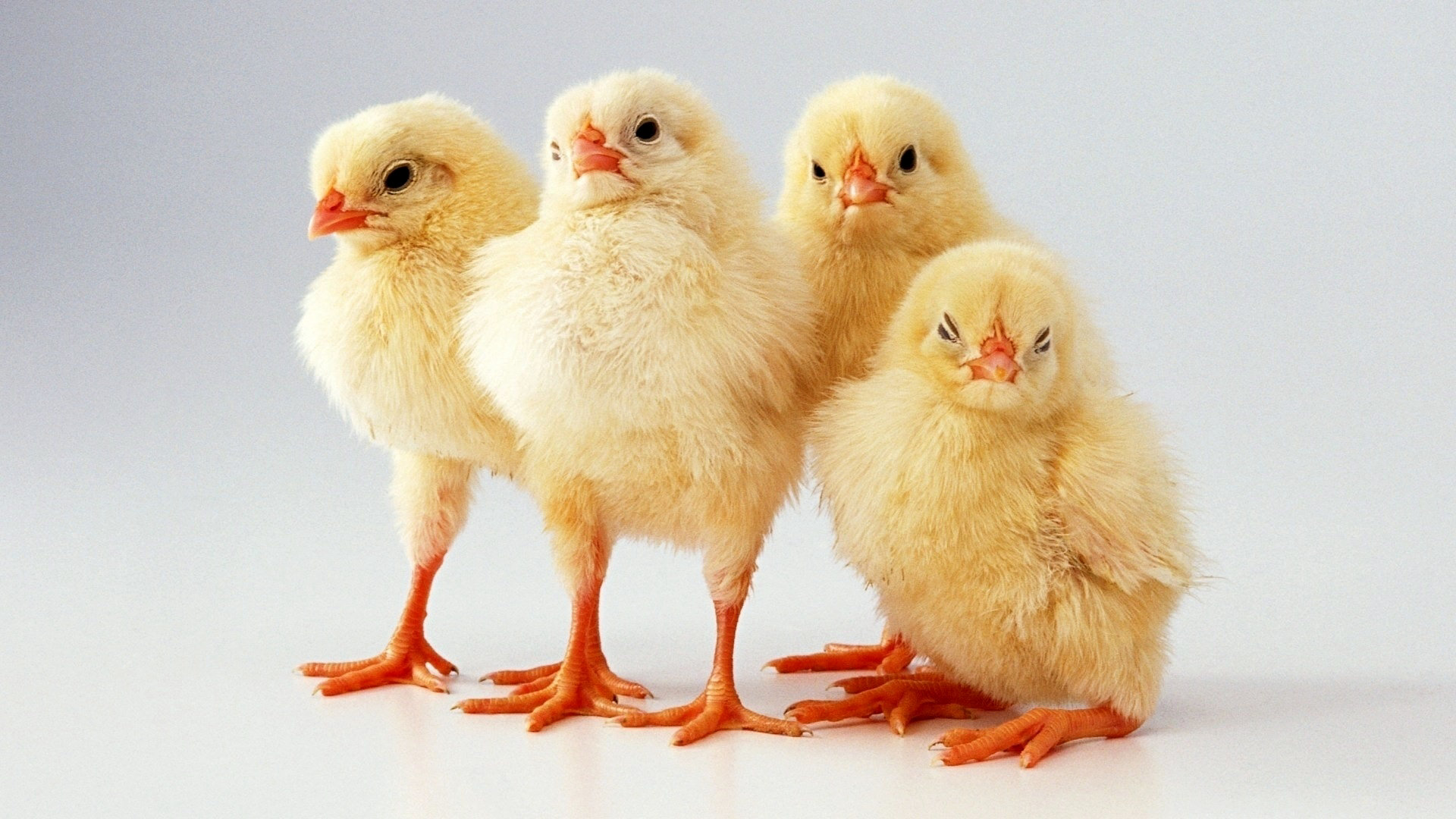 249946 descargar imagen animales, pollo, aves: fondos de pantalla y protectores de pantalla gratis