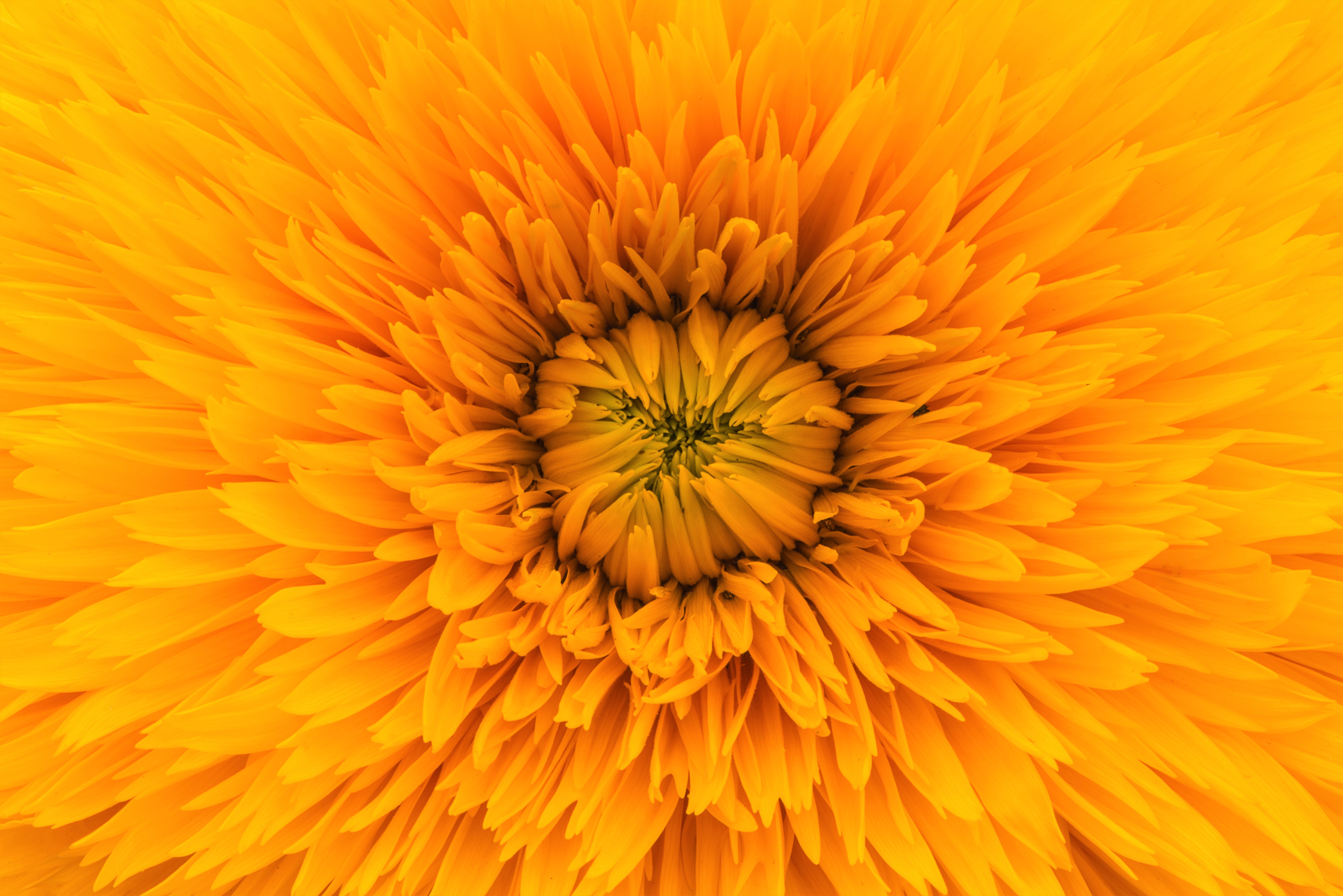 Download mobile wallpaper Flowers, Flower, Close Up, Earth, Dahlia, Yellow Flower for free.