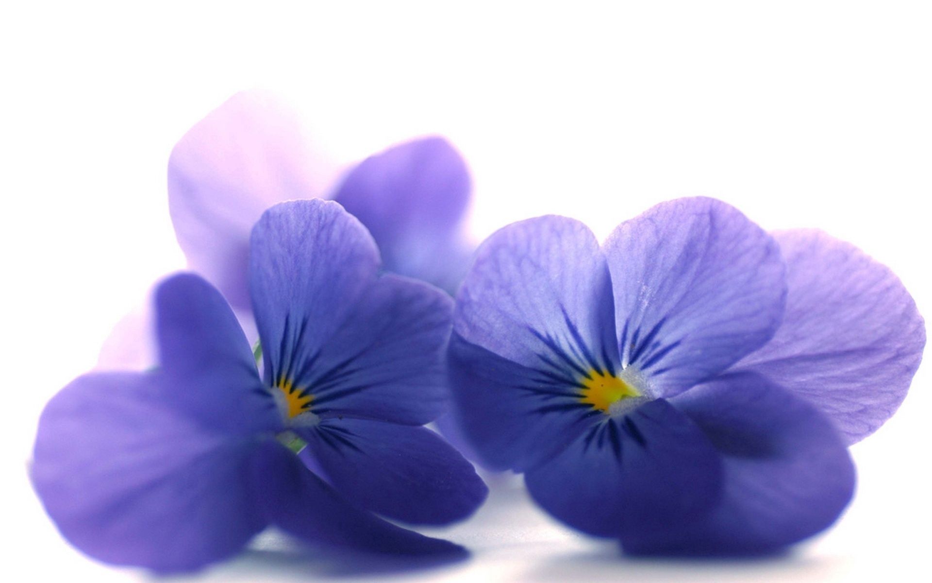 Full HD petals, flowers, close up, blue viola