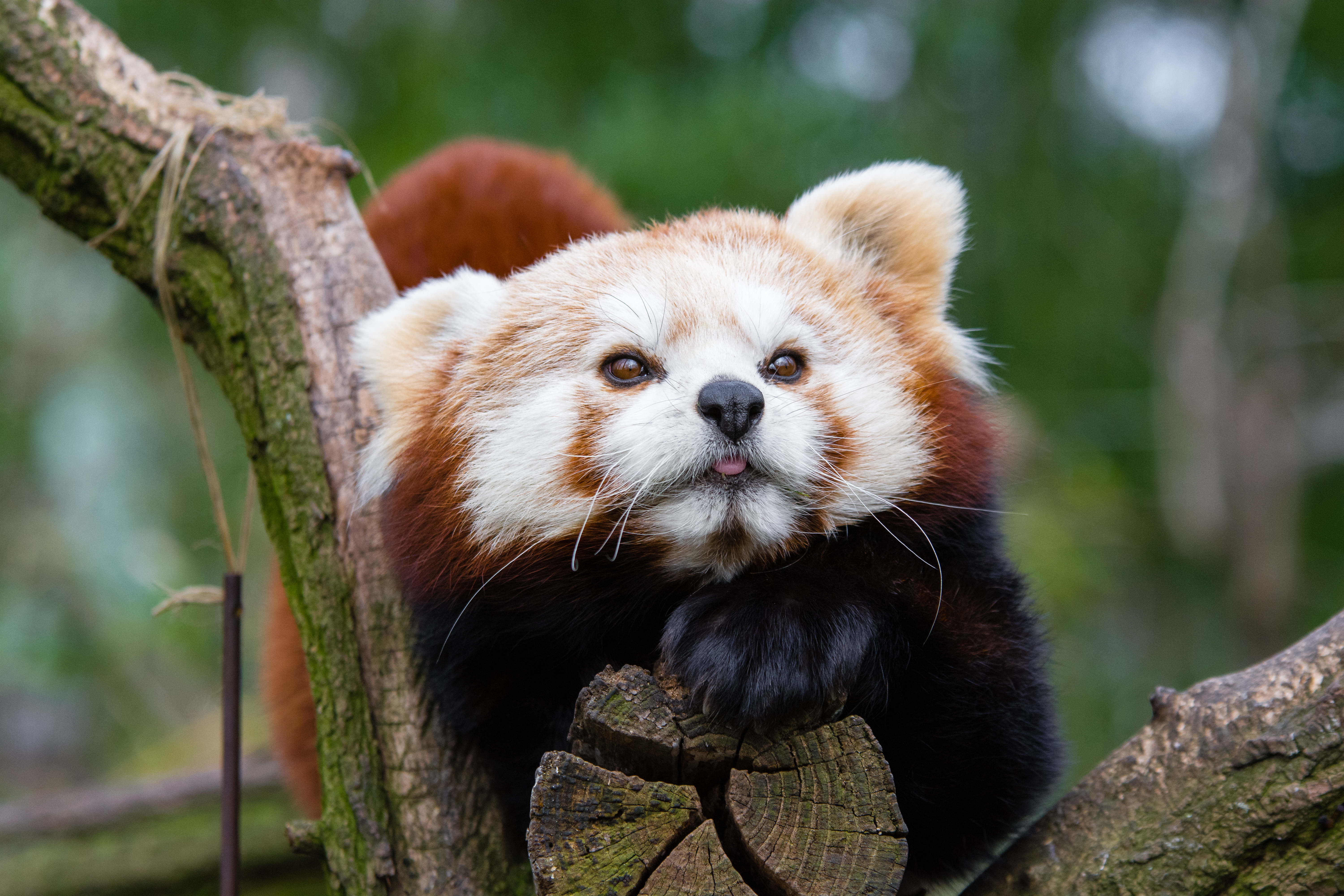 65584 скачать обои животные, малая панда, морда, пятнистый, красная панда - заставки и картинки бесплатно