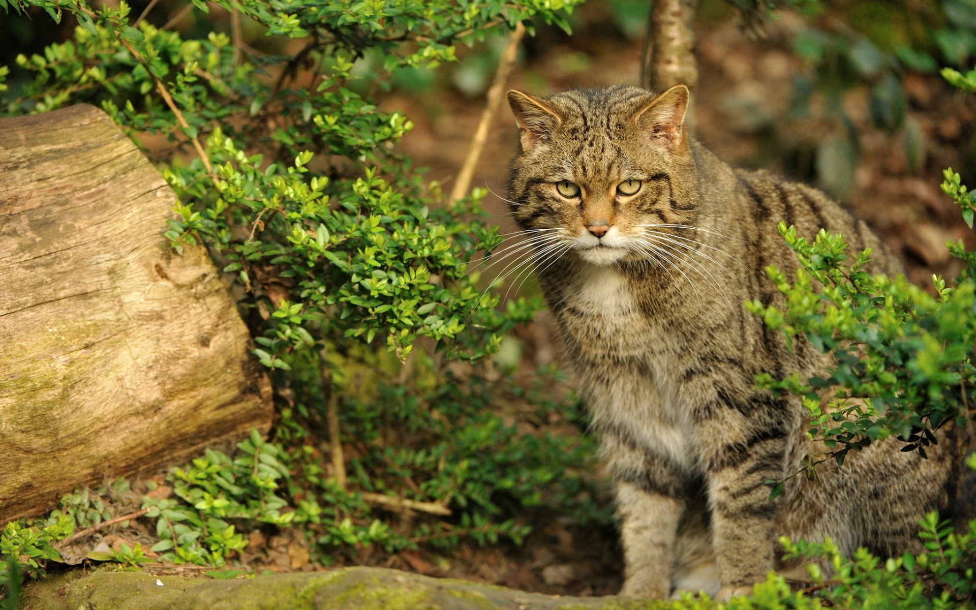 Descarga gratuita de fondo de pantalla para móvil de Animales, Gatos, Gato.