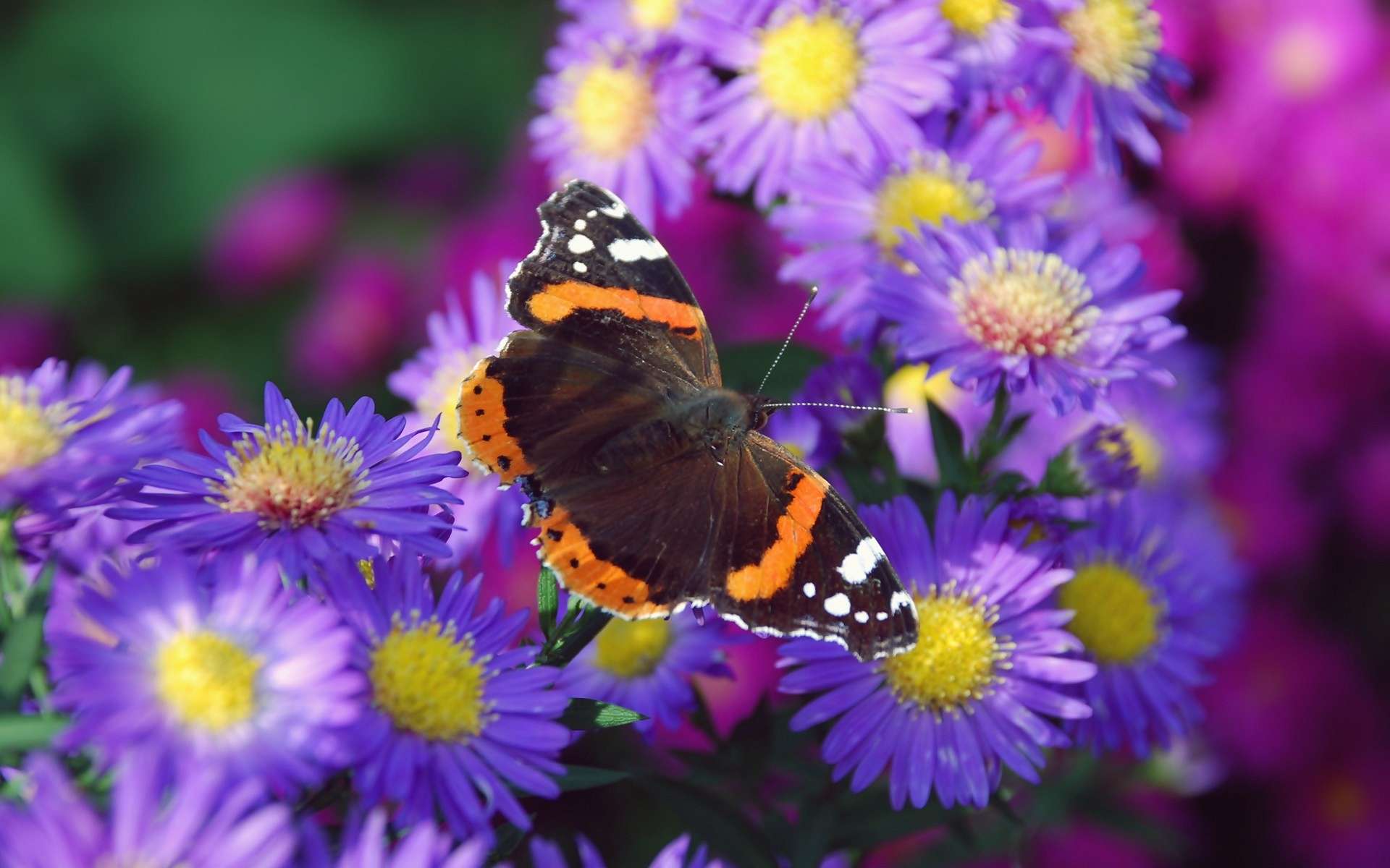 Free download wallpaper Butterfly, Animal on your PC desktop