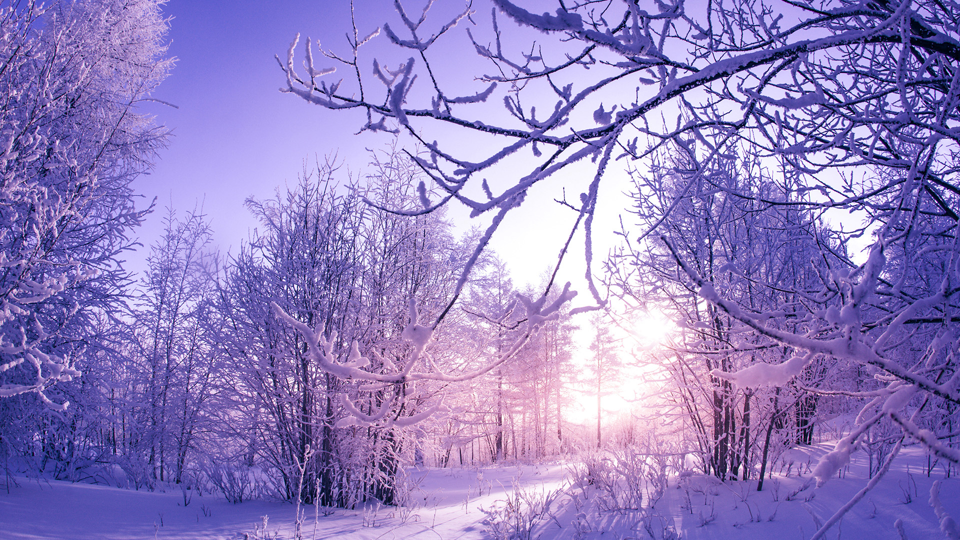 Скачать обои бесплатно Зима, Снег, Лес, Восход Солнца, Земля/природа картинка на рабочий стол ПК