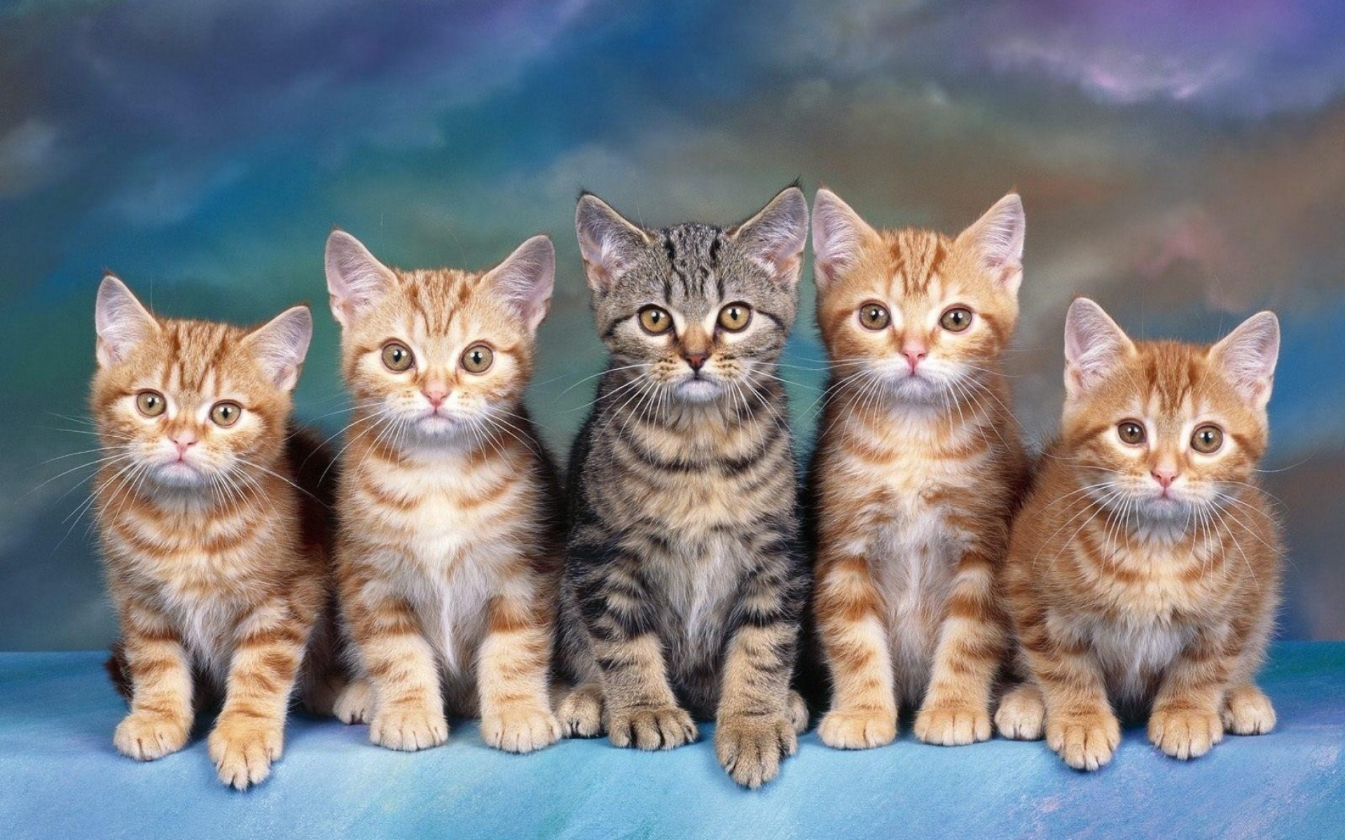 Free download wallpaper Cat, Kitten, Animal on your PC desktop