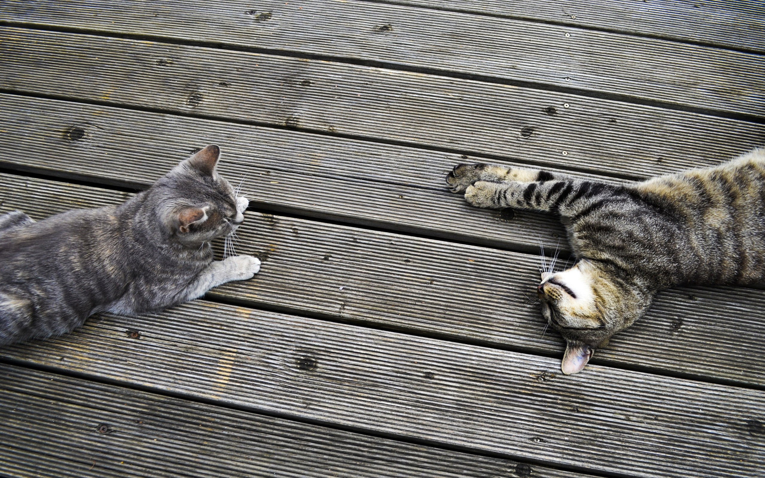 Laden Sie das Tiere, Katzen, Katze-Bild kostenlos auf Ihren PC-Desktop herunter