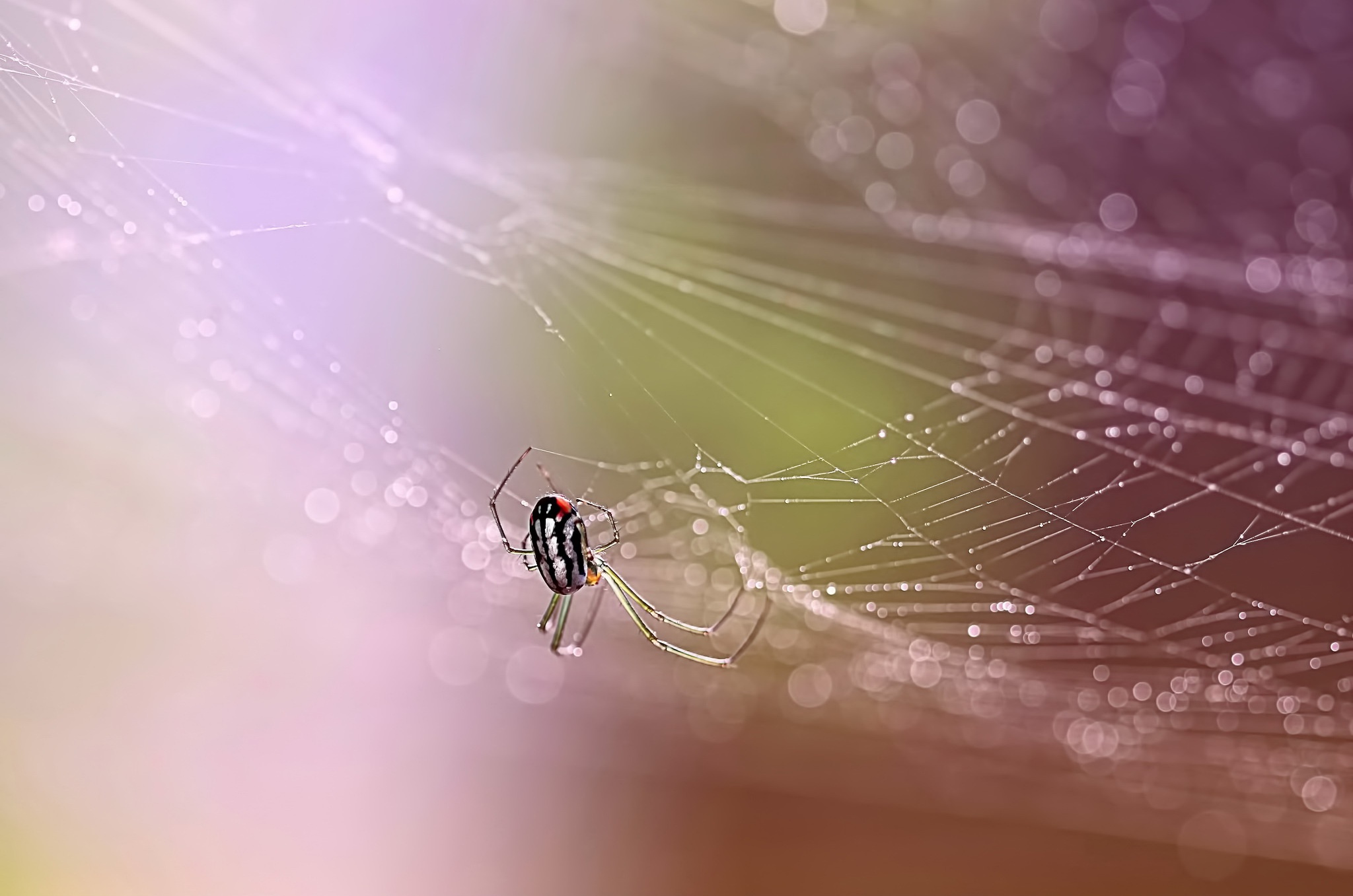 Laden Sie das Tiere, Makro, Spinne, Spinnennetz, Spinnentier, Spinnen-Bild kostenlos auf Ihren PC-Desktop herunter