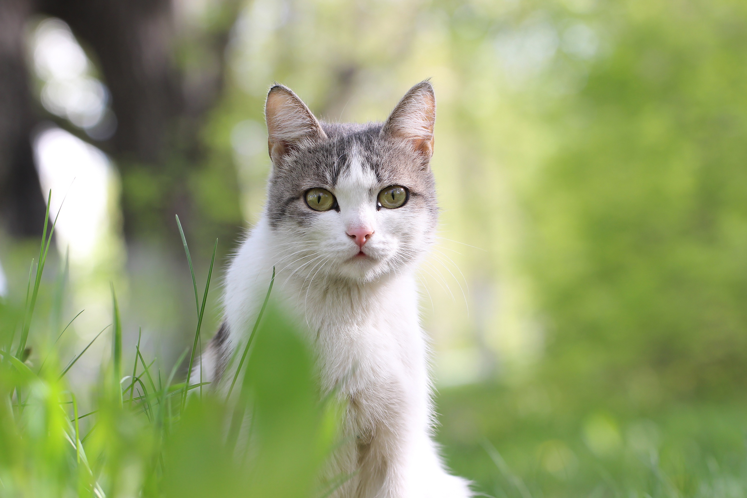 Téléchargez gratuitement l'image Animaux, Chats, Chat, Regard sur le bureau de votre PC