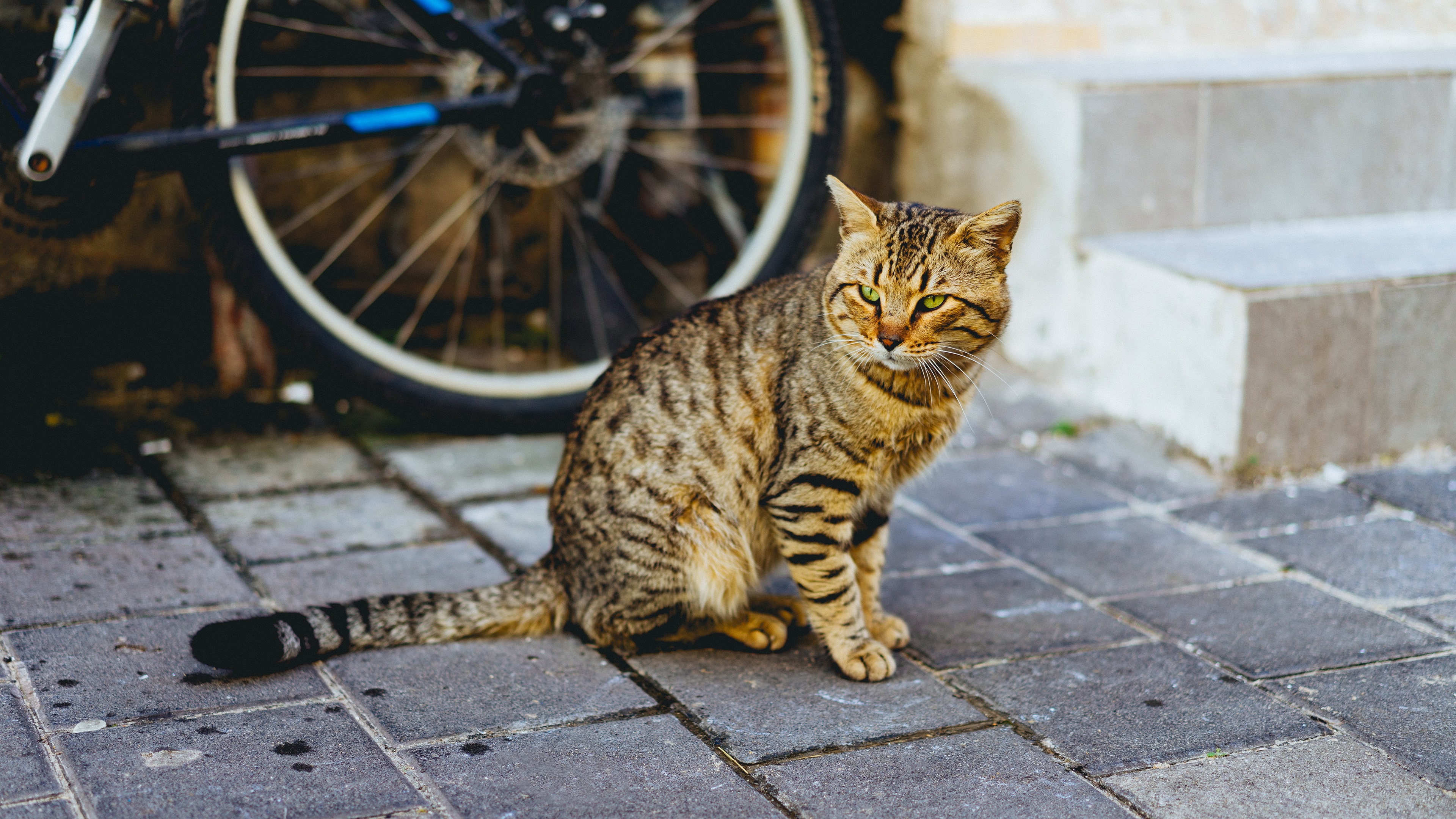 PCデスクトップに動物, ネコ, 猫画像を無料でダウンロード