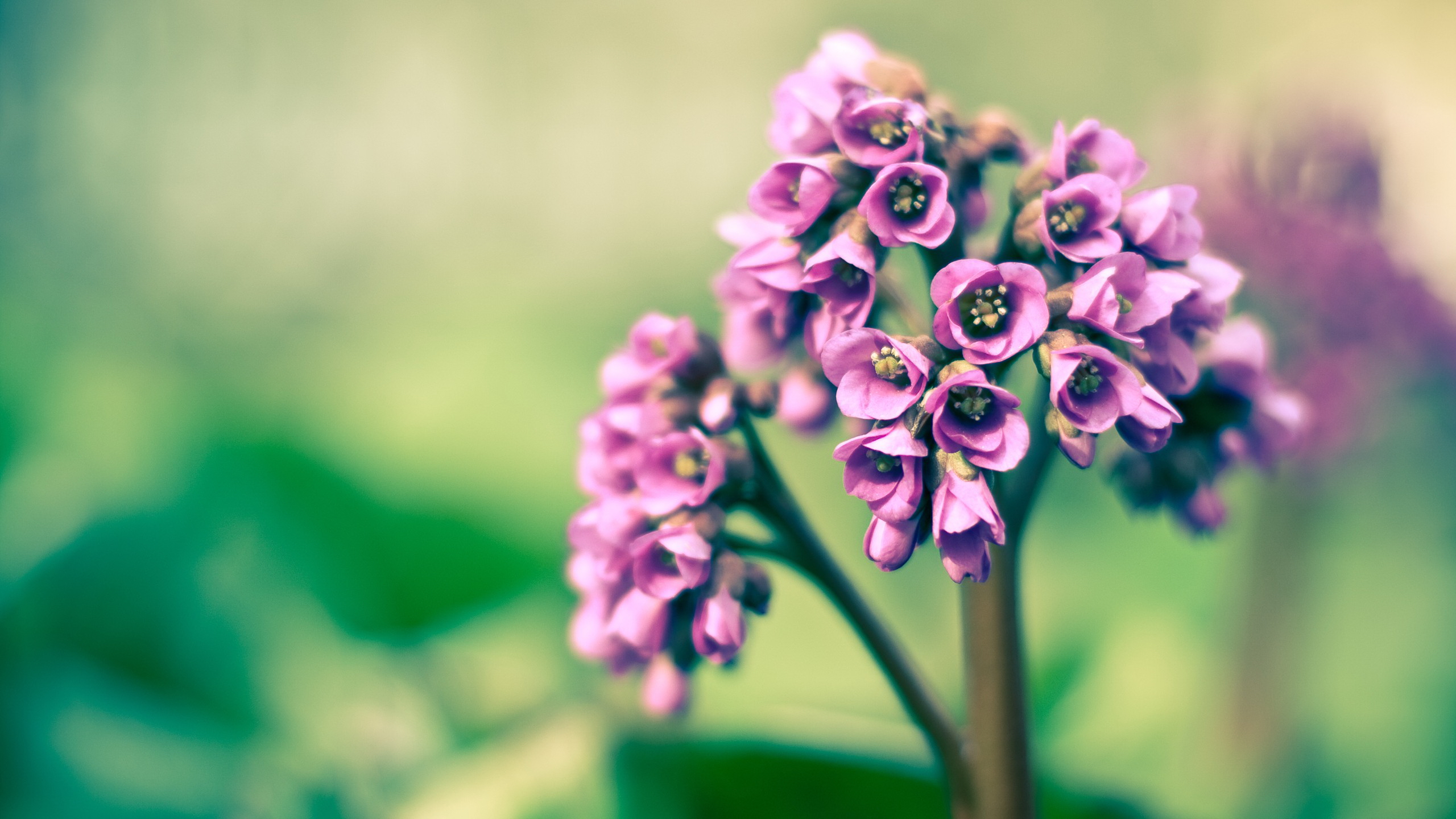 Téléchargez gratuitement l'image Fleur, Terre/nature sur le bureau de votre PC