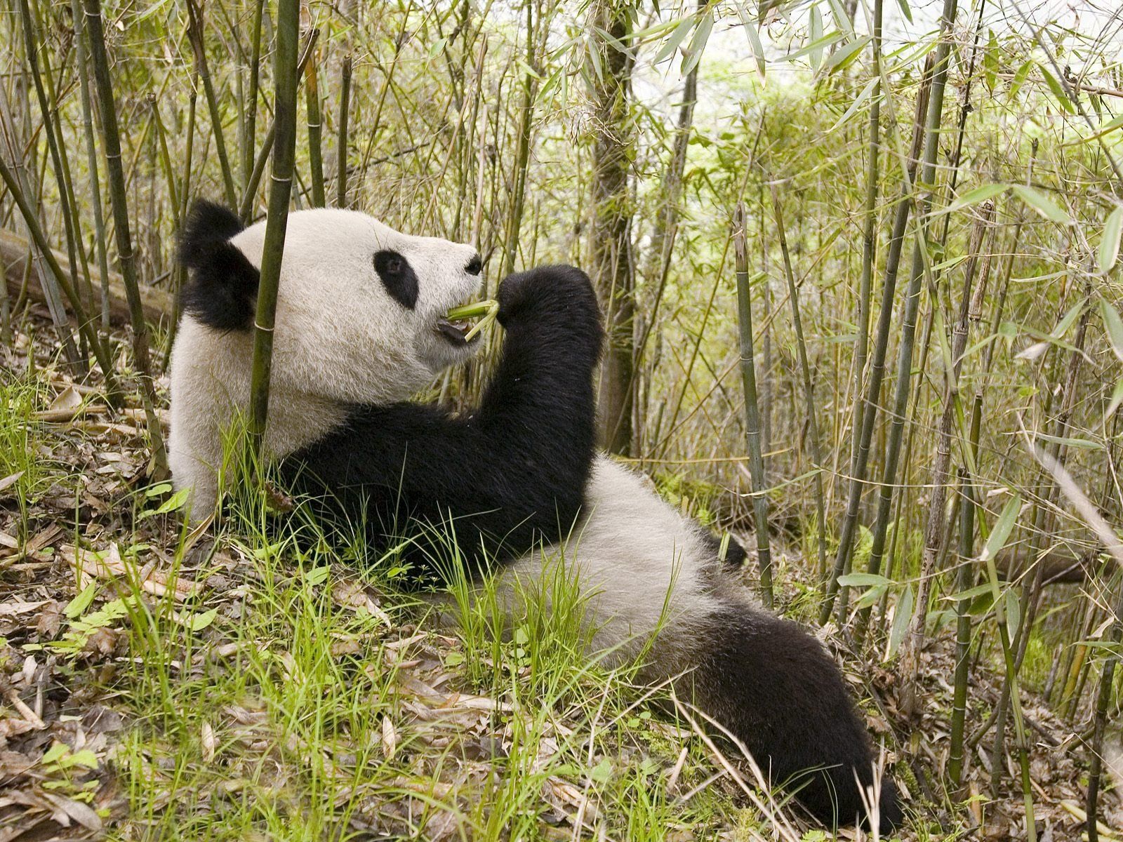 Handy-Wallpaper Bäume, Sich Hinlegen, Tiere, Grass, Liegen, Panda kostenlos herunterladen.