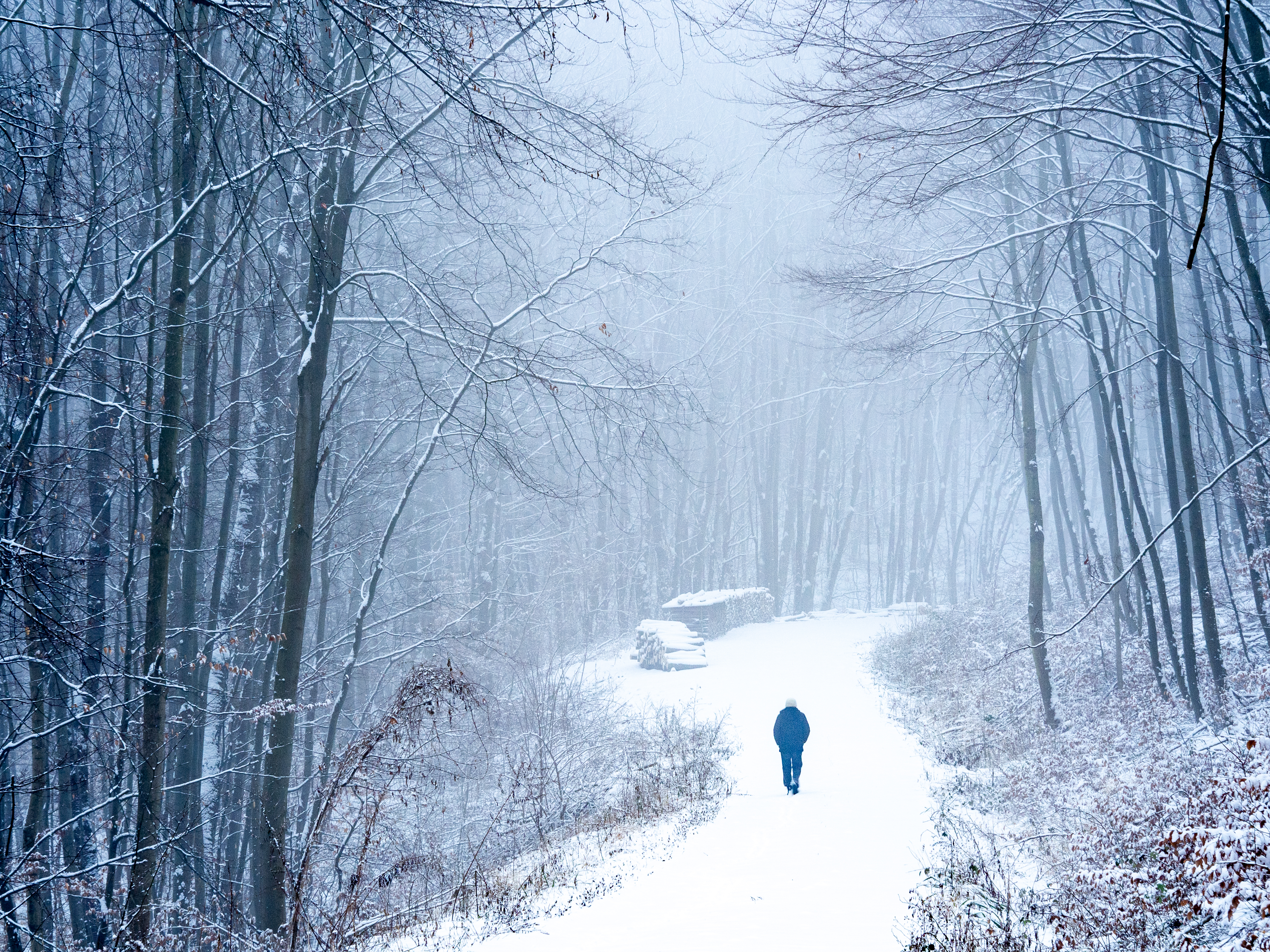 Скачать картинку Природа, Снег, Лес, Одинокий, Одиночество в телефон бесплатно.