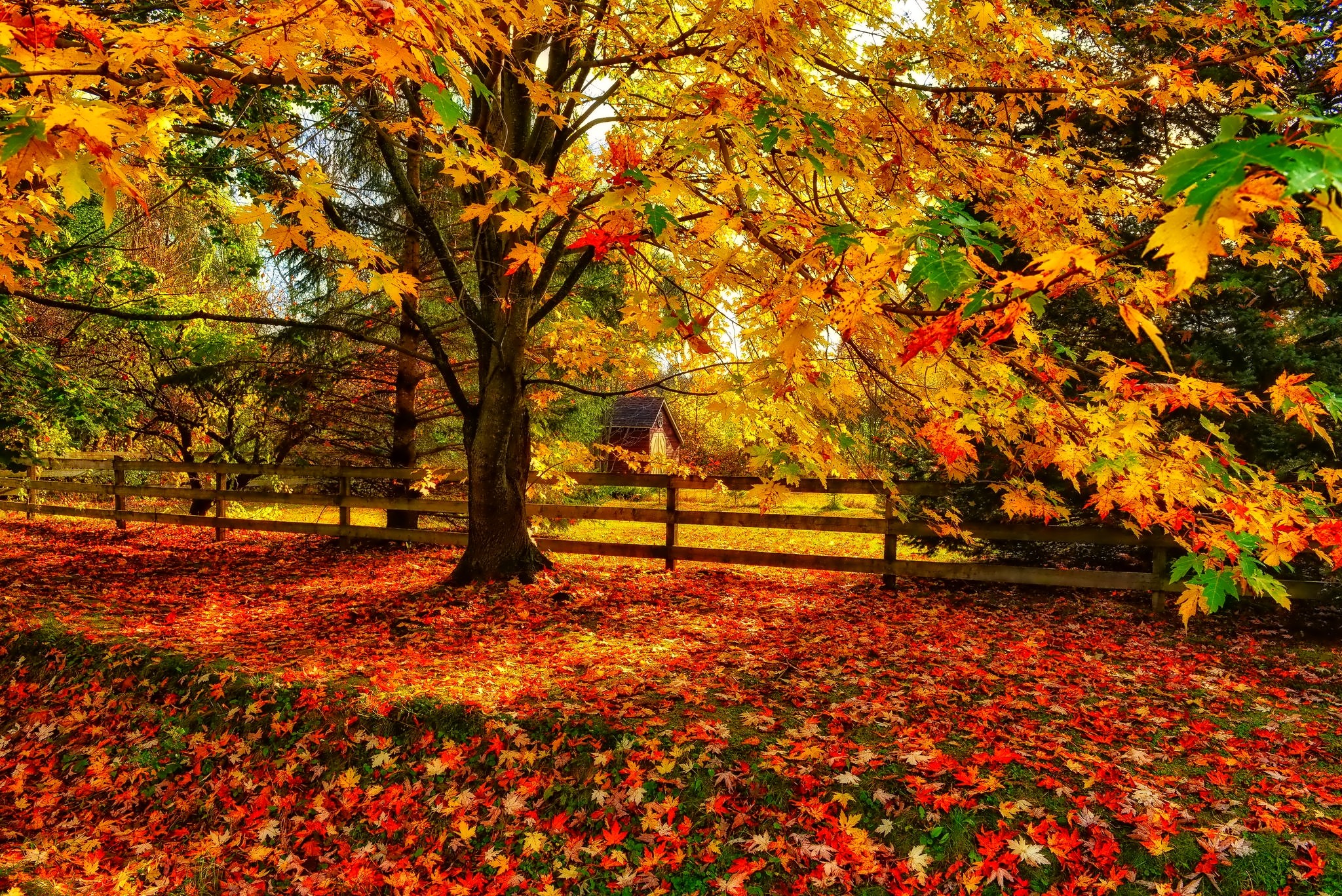 Download mobile wallpaper Tree, Fall, Fence, Colorful, Photography for free.