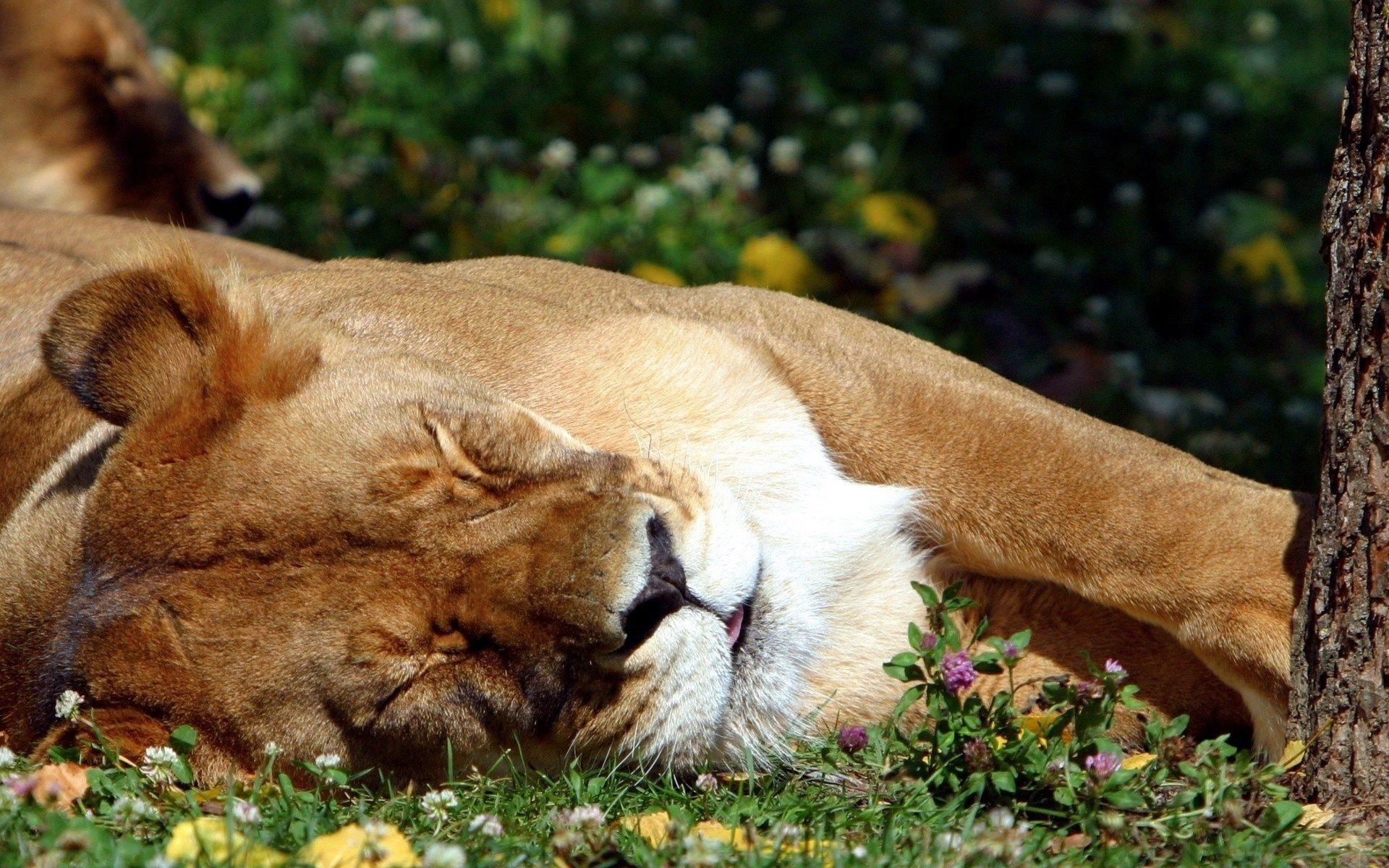 Téléchargez des papiers peints mobile Lion, Chats, Animaux gratuitement.