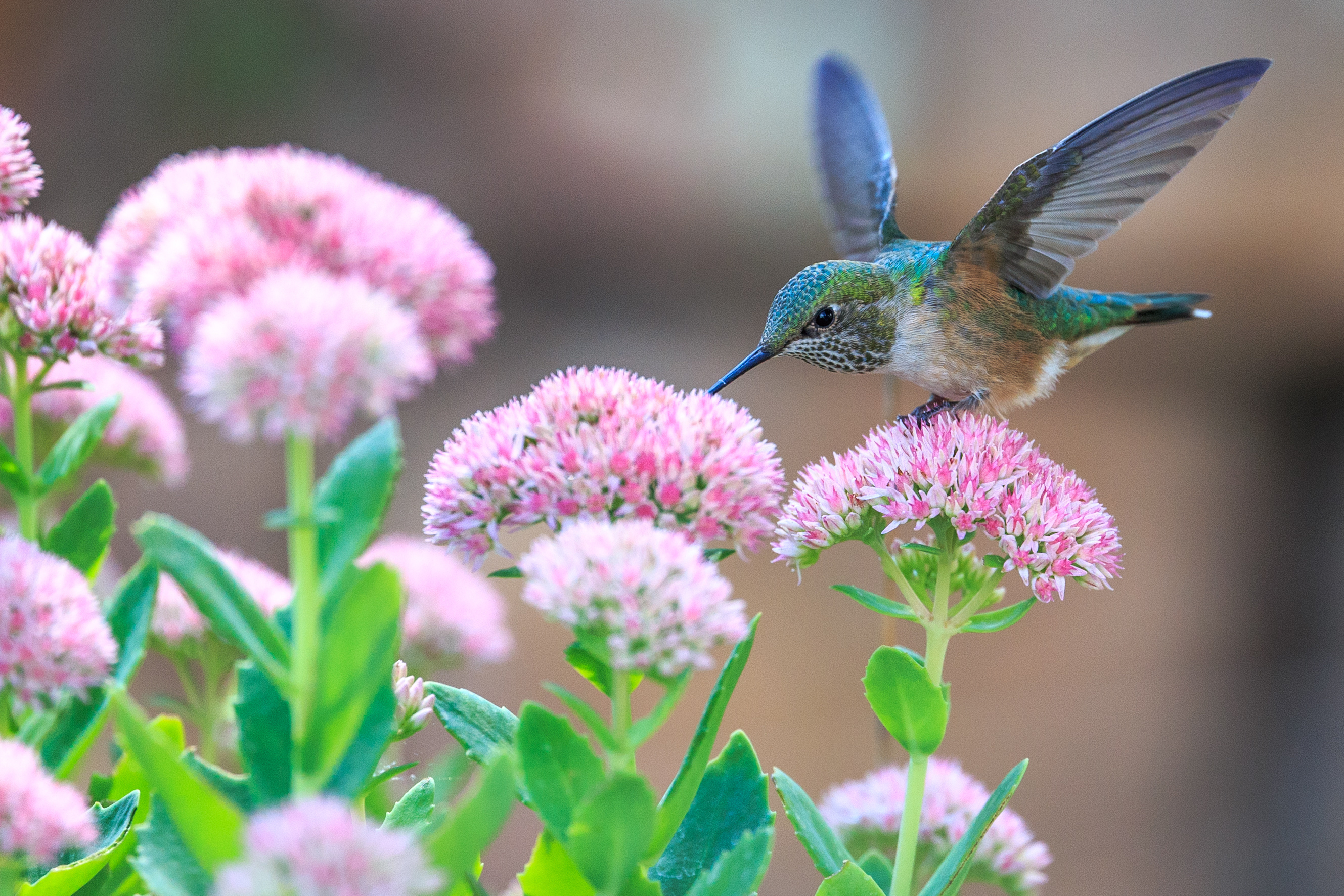 無料モバイル壁紙動物, 鳥, 花, ハチドリをダウンロードします。